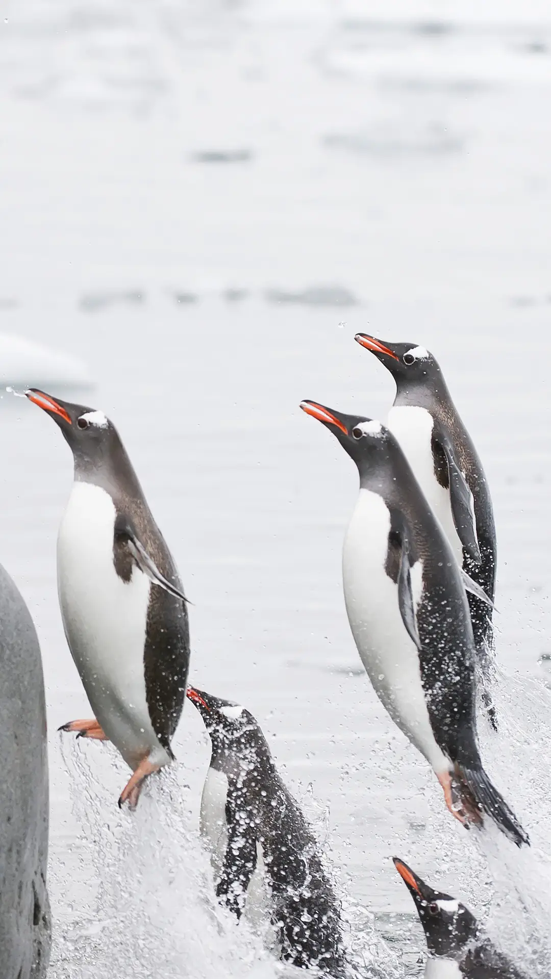 空灵南极的精灵