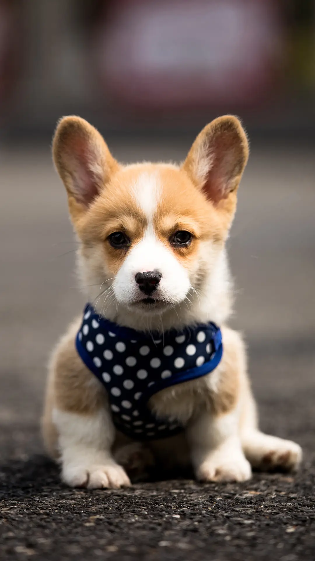 宠物可以听懂人话吗