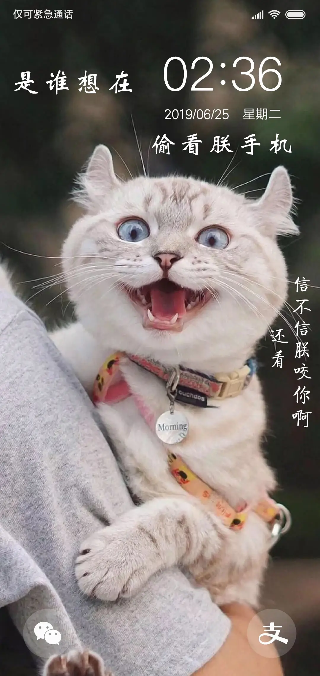 猫主子朕的手机