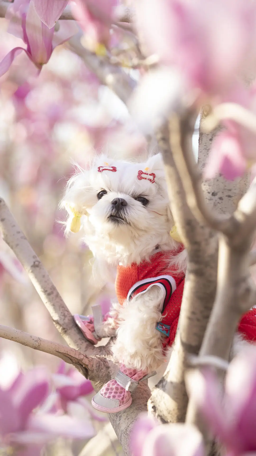 如何让狗狗不拆家