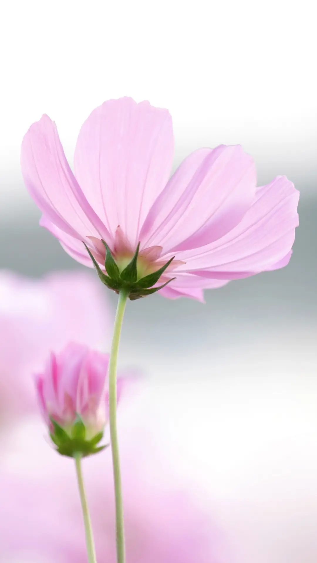 格桑花-视觉中国 - Screenshot 1