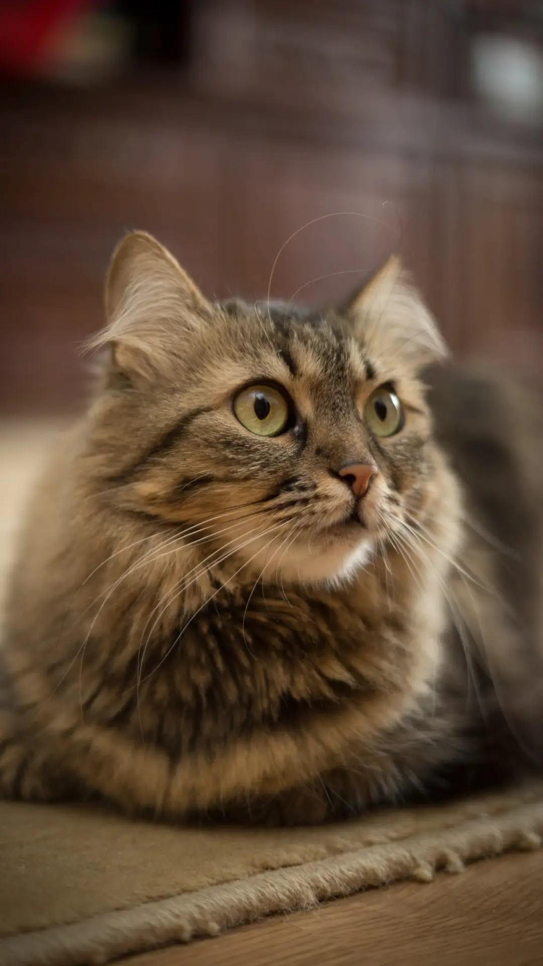 讨喵主子欢心的技巧