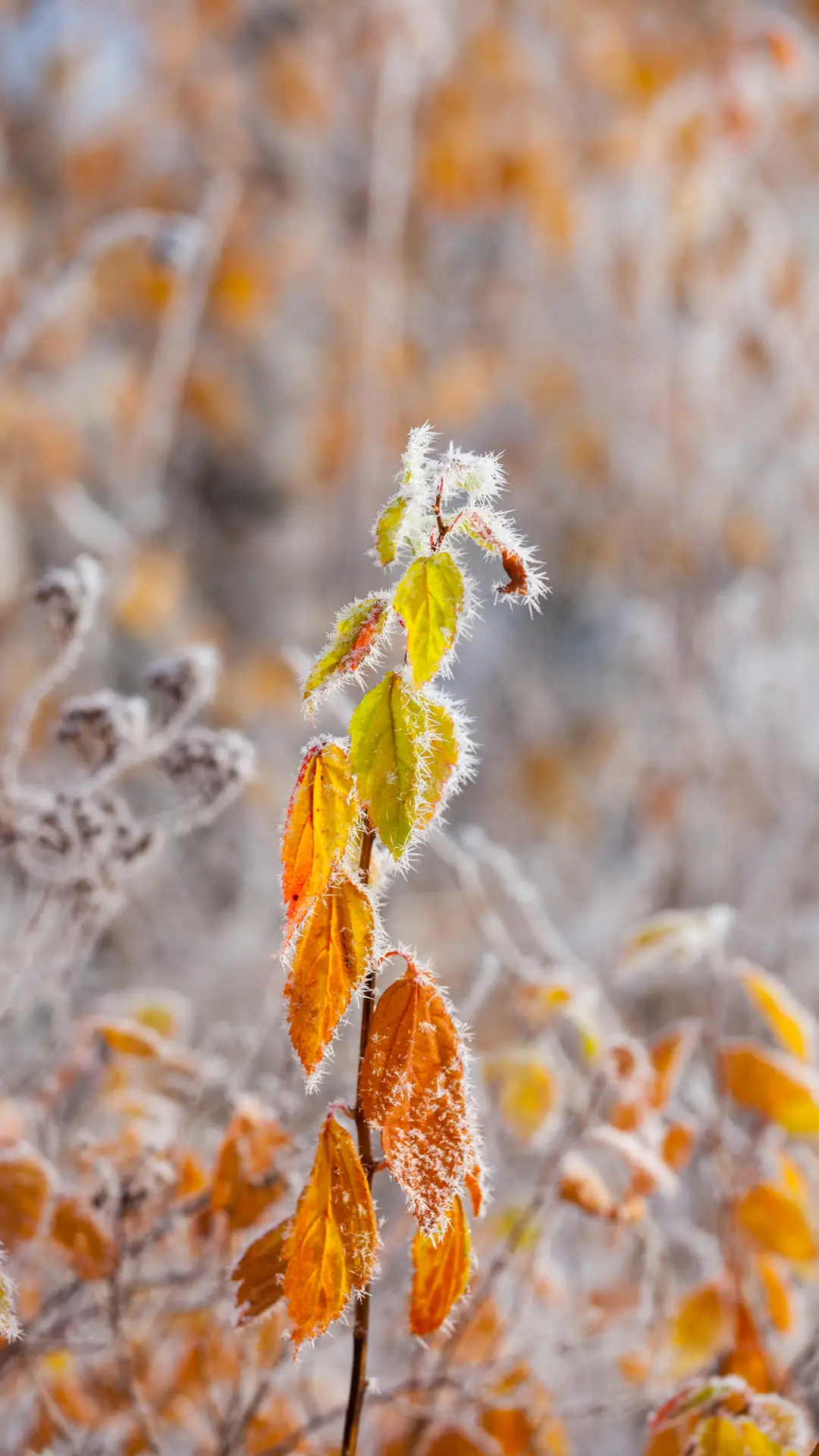 绿色自然-拍信图库