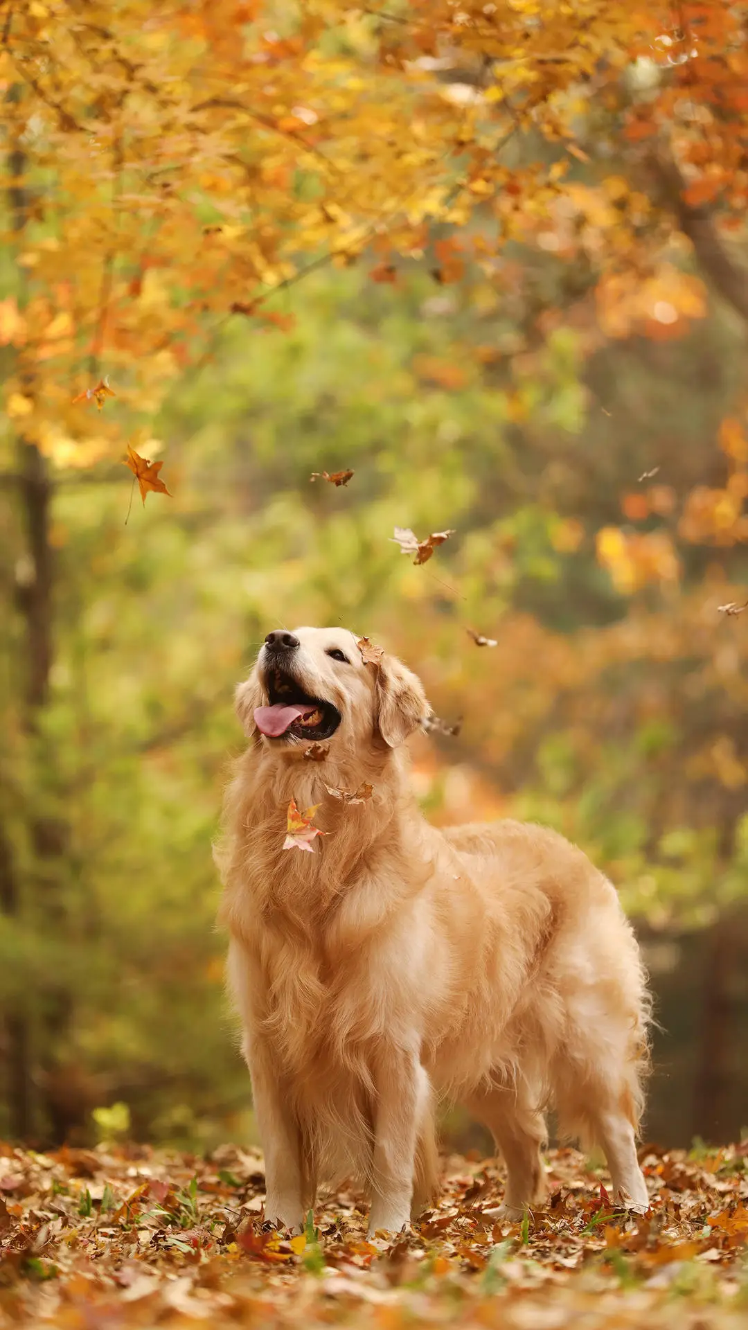 最聪明的寻回犬