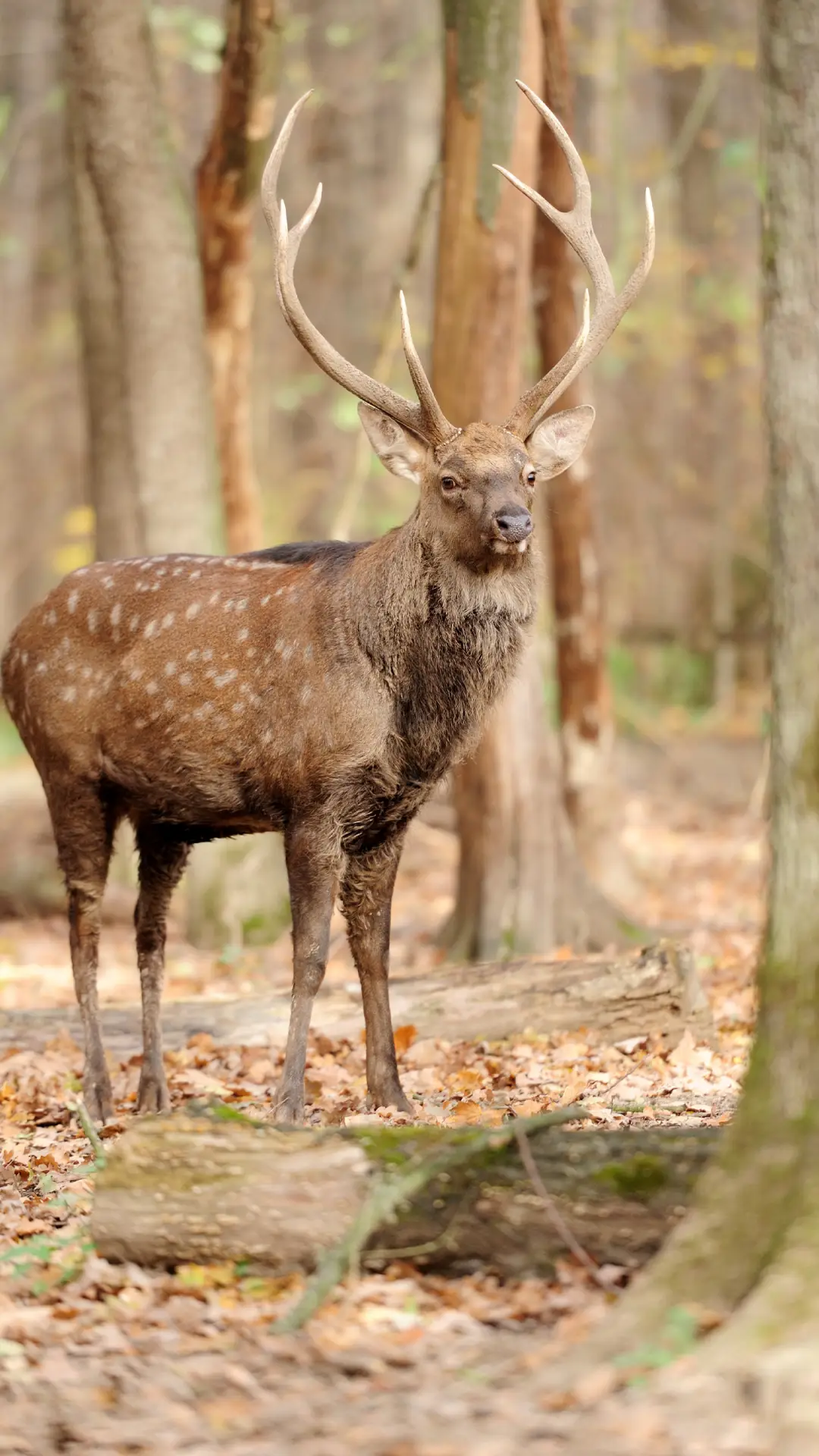 野生动物-拍信图库 - Screenshot 1