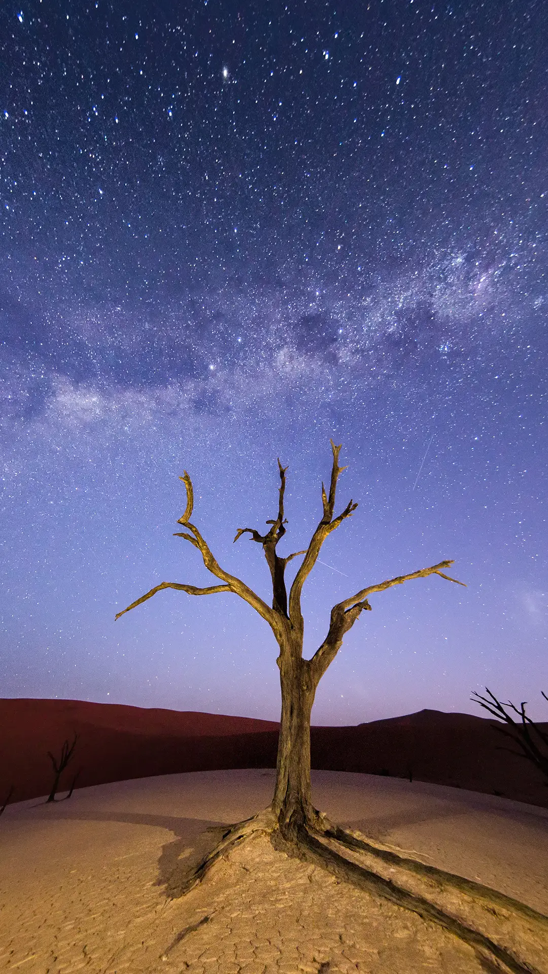 沙漠之树-视觉中国 - Screenshot 1