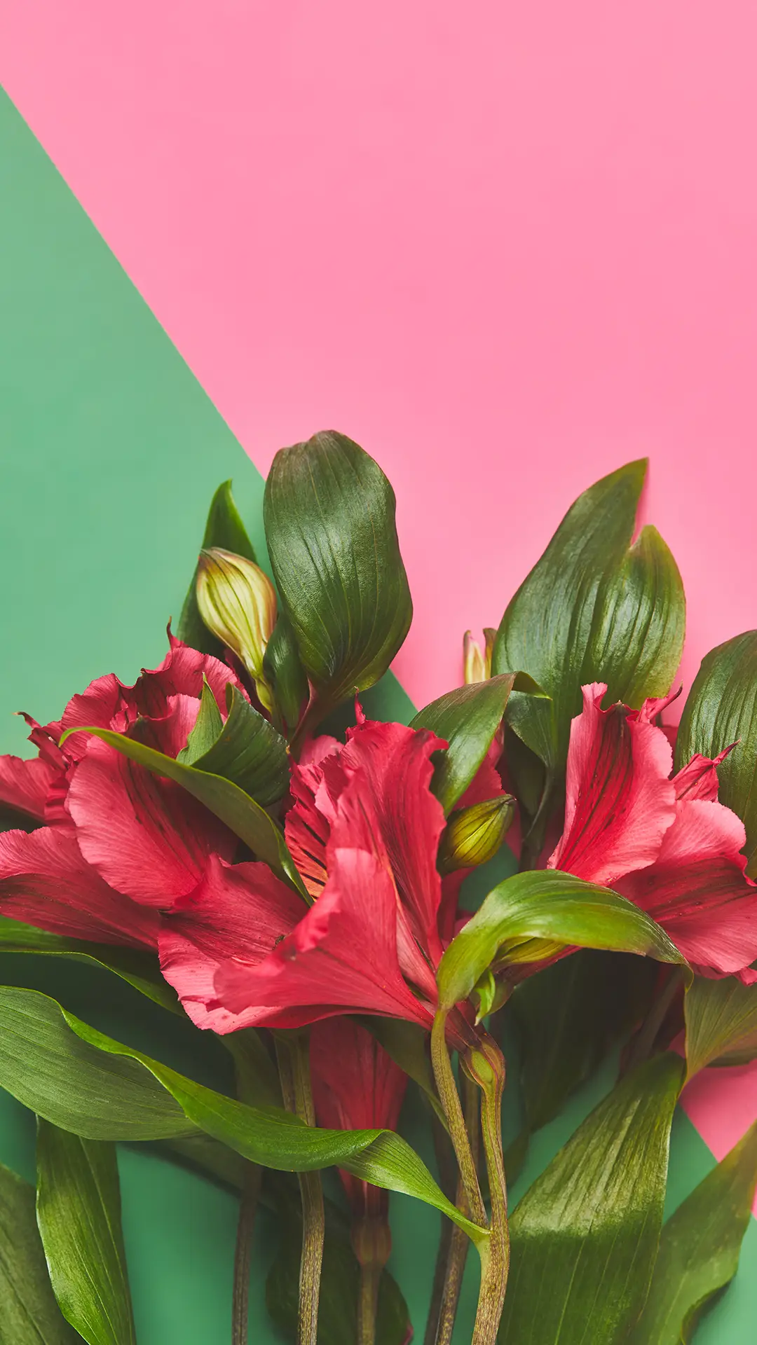 粉色系花卉-锐景创意