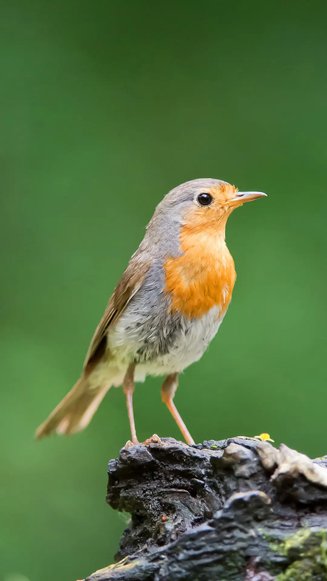 绿色护眼鸟类-拍信图库