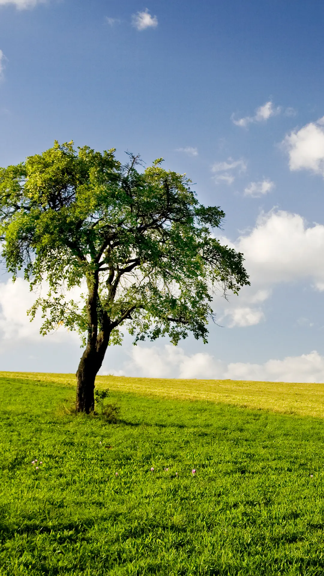 绿色护眼-拍信图库