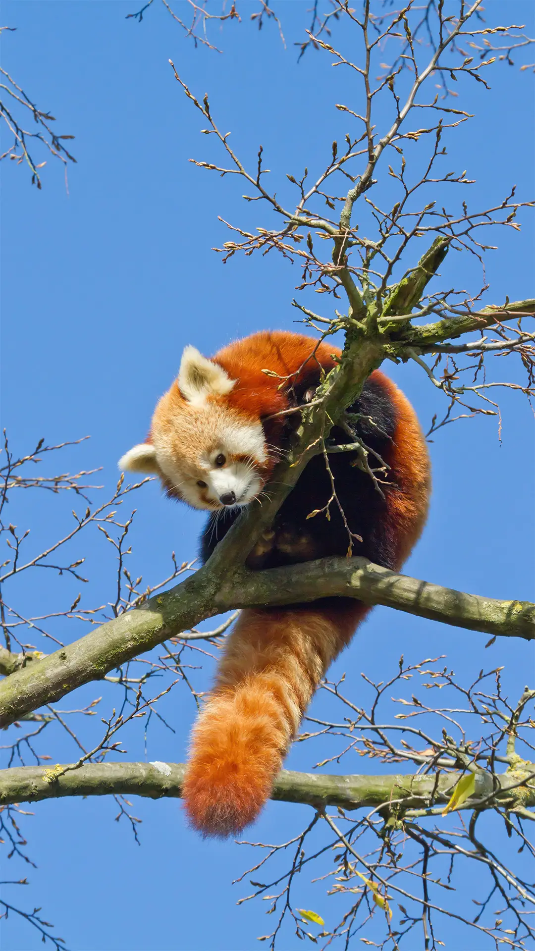 鲜为人知的动物