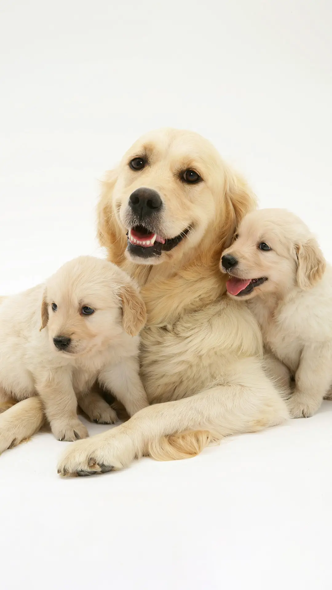 动物界的母子情深 - Screenshot 1