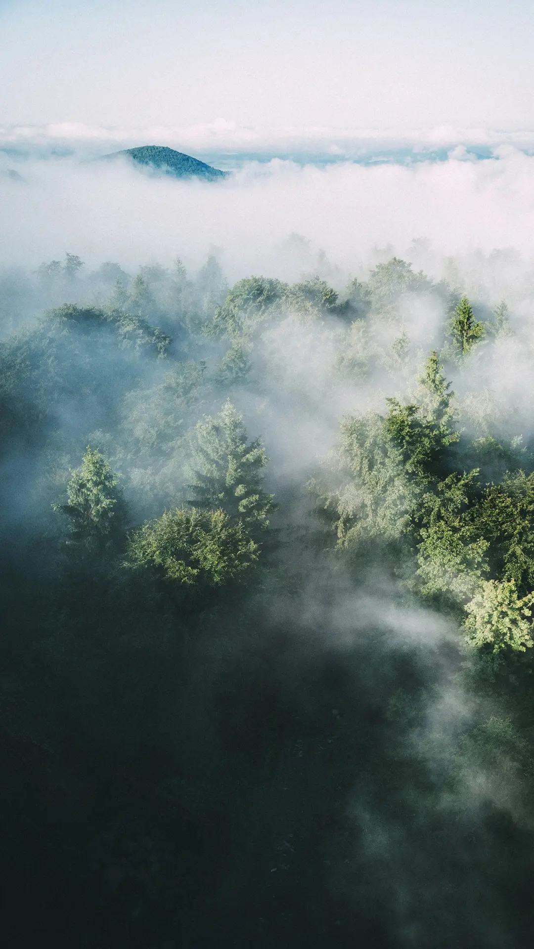 迷雾之森 - Screenshot 1