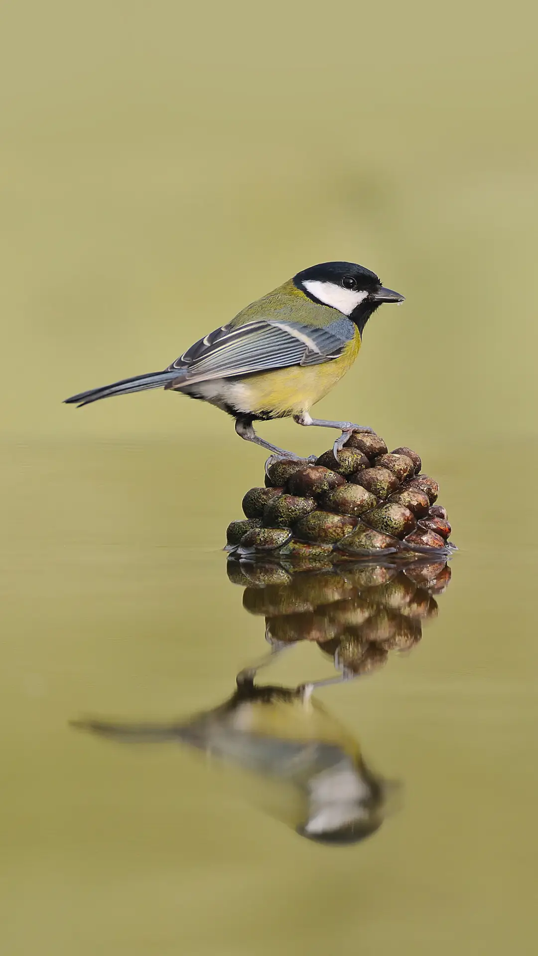 水上小鸟-拍信图库