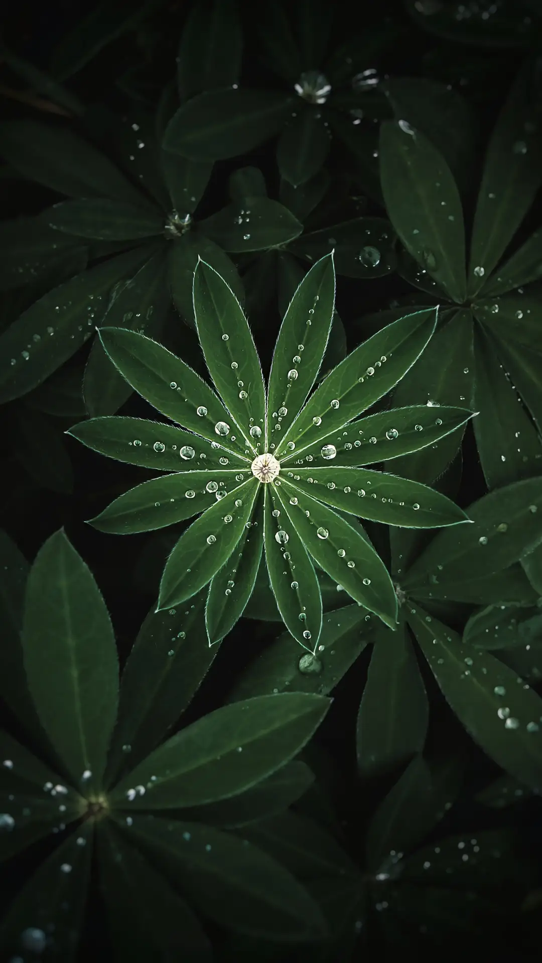 百草权舆-锐景创意