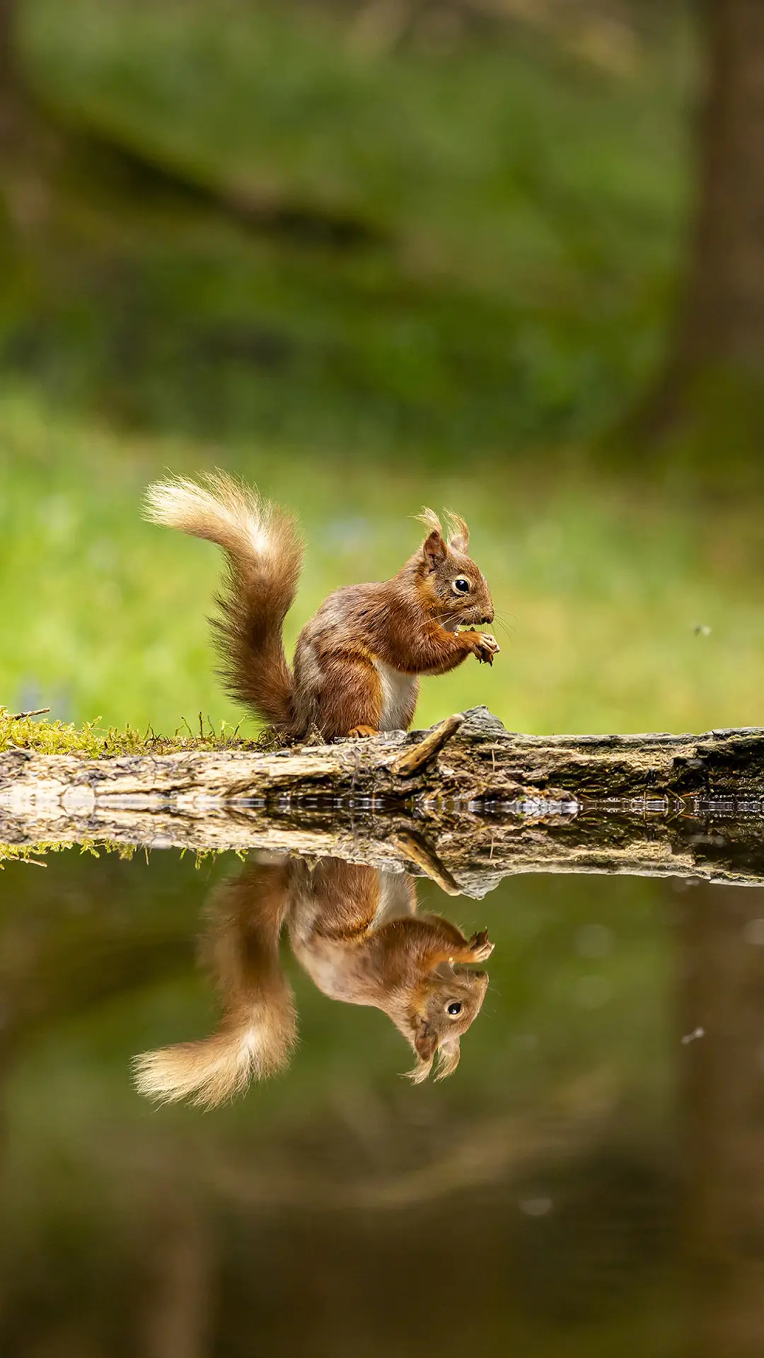 松鼠用接吻来识别对方