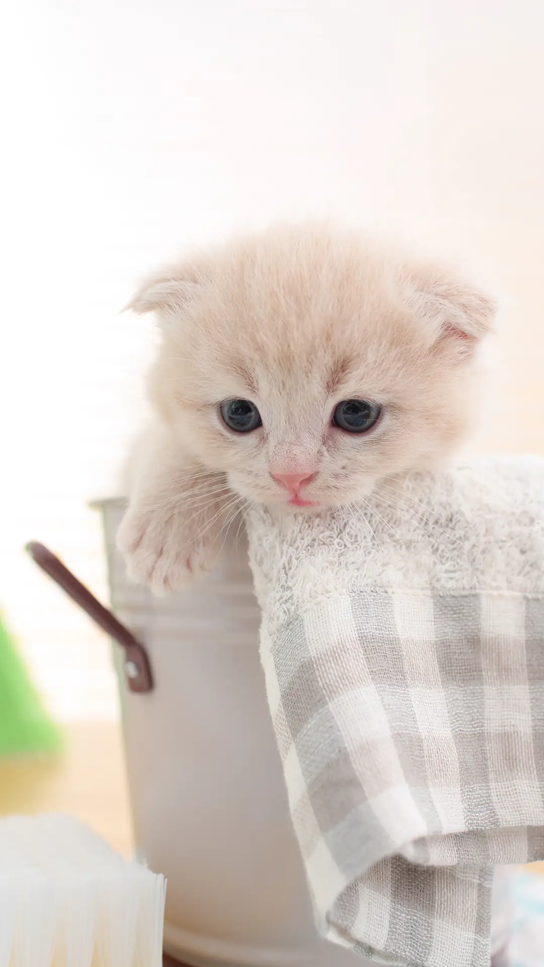 世界十大漂亮猫品种