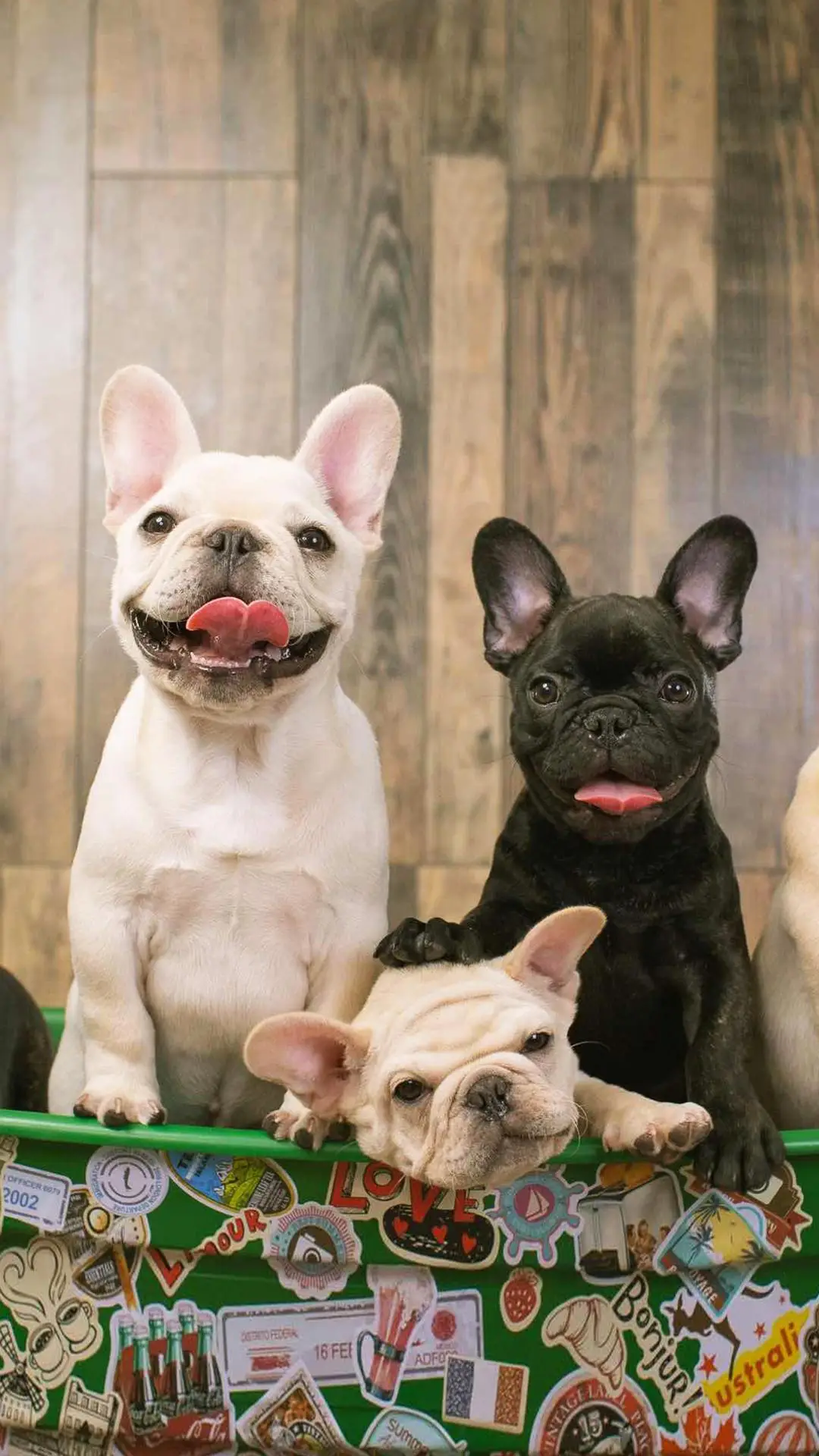 狗狗之间如何和平相处 - Screenshot 1