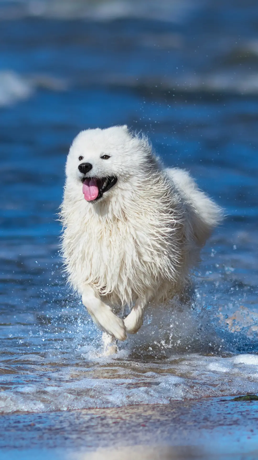 萌宠归来萨摩耶 - Screenshot 1