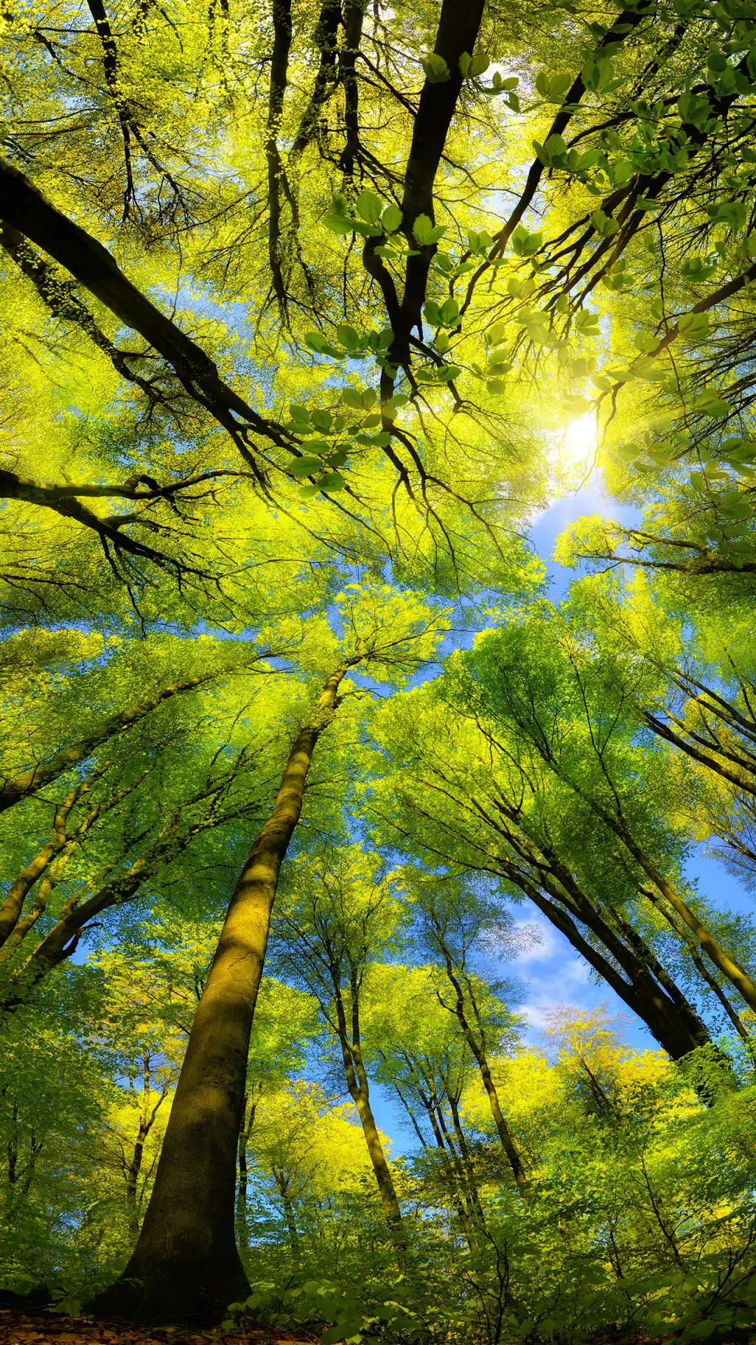 森林国度-拍信图库 - Screenshot 1