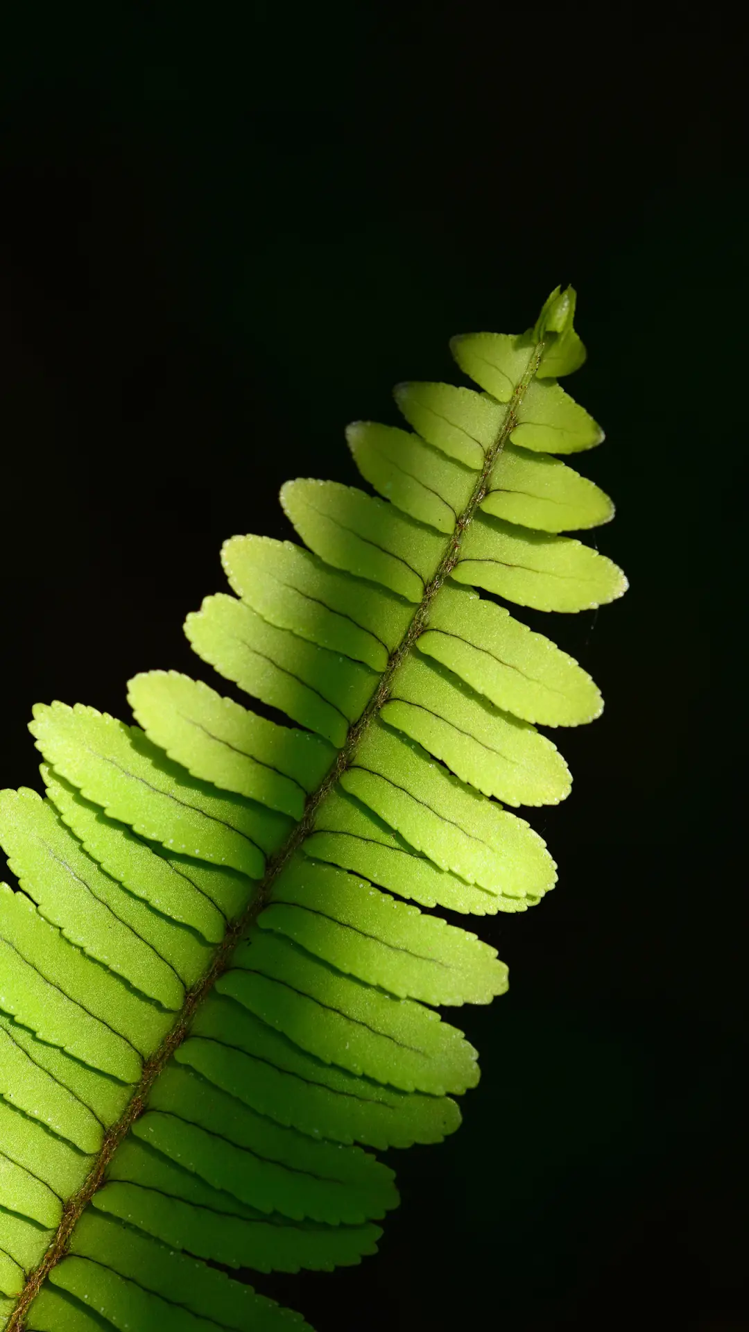 护眼植物-拍信图库 - Screenshot 1