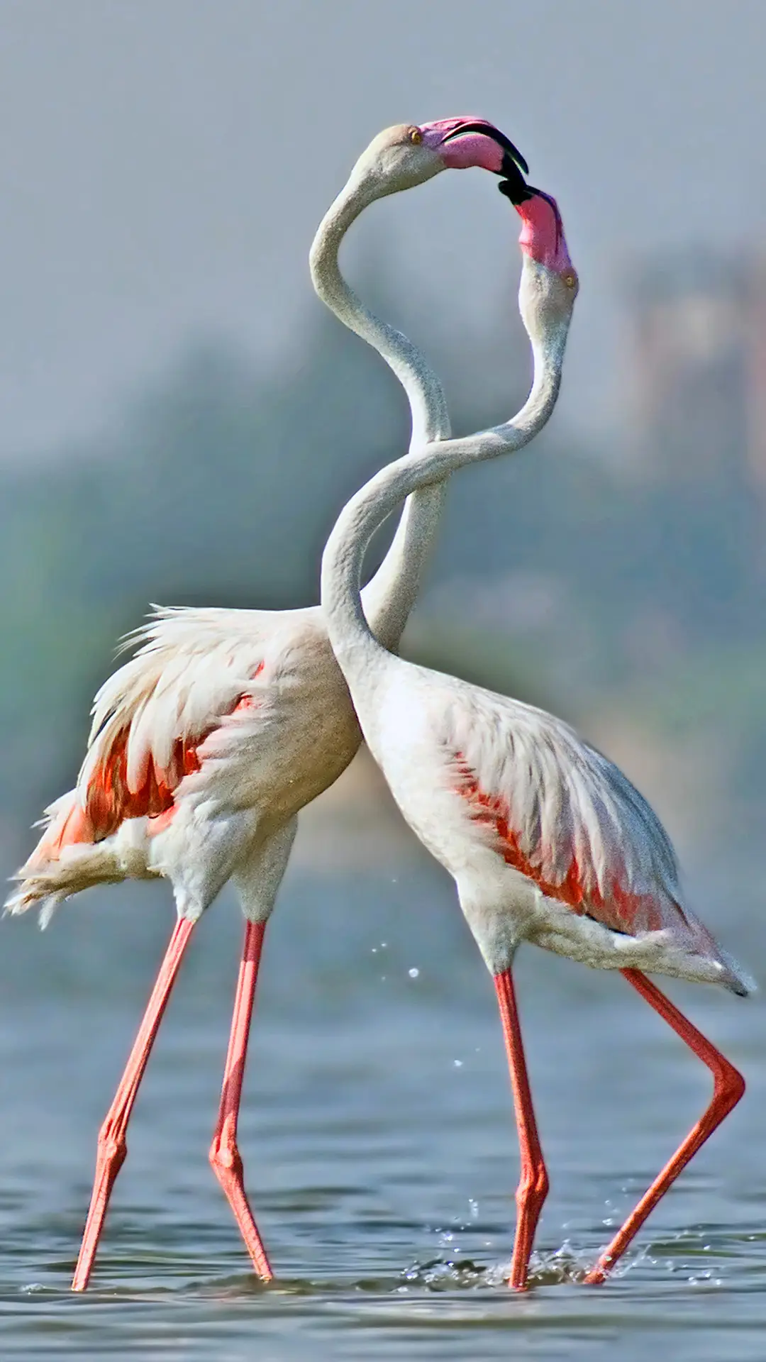 小动物玩亲亲秀恩爱 