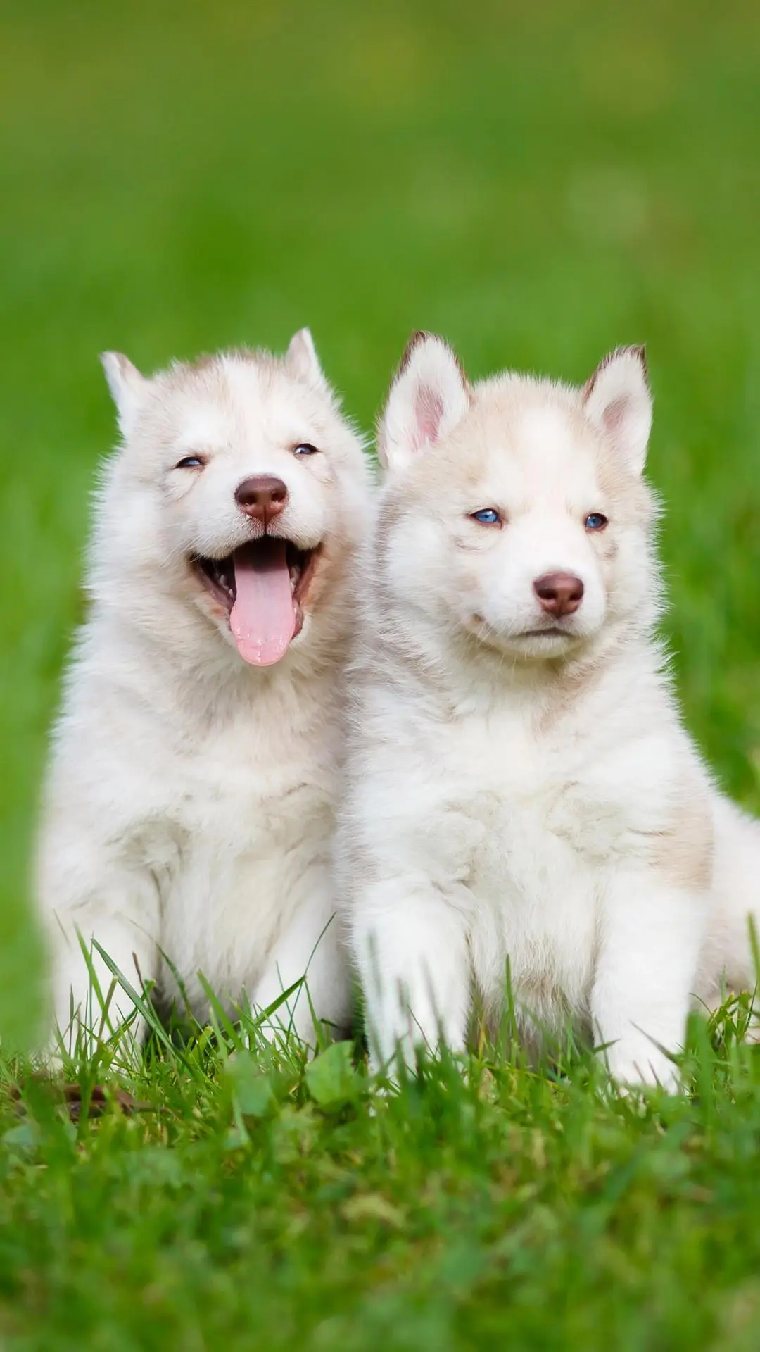 宠弟“狂魔” - Screenshot 1