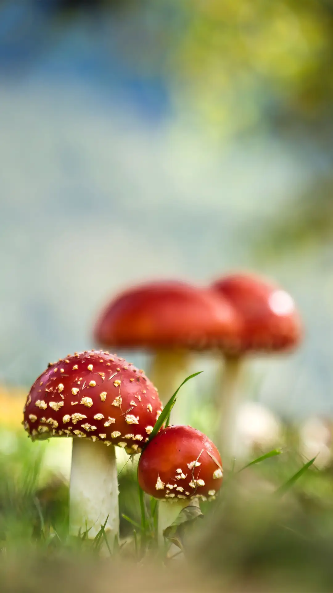 野生蘑菇-拍信图库 - Screenshot 1