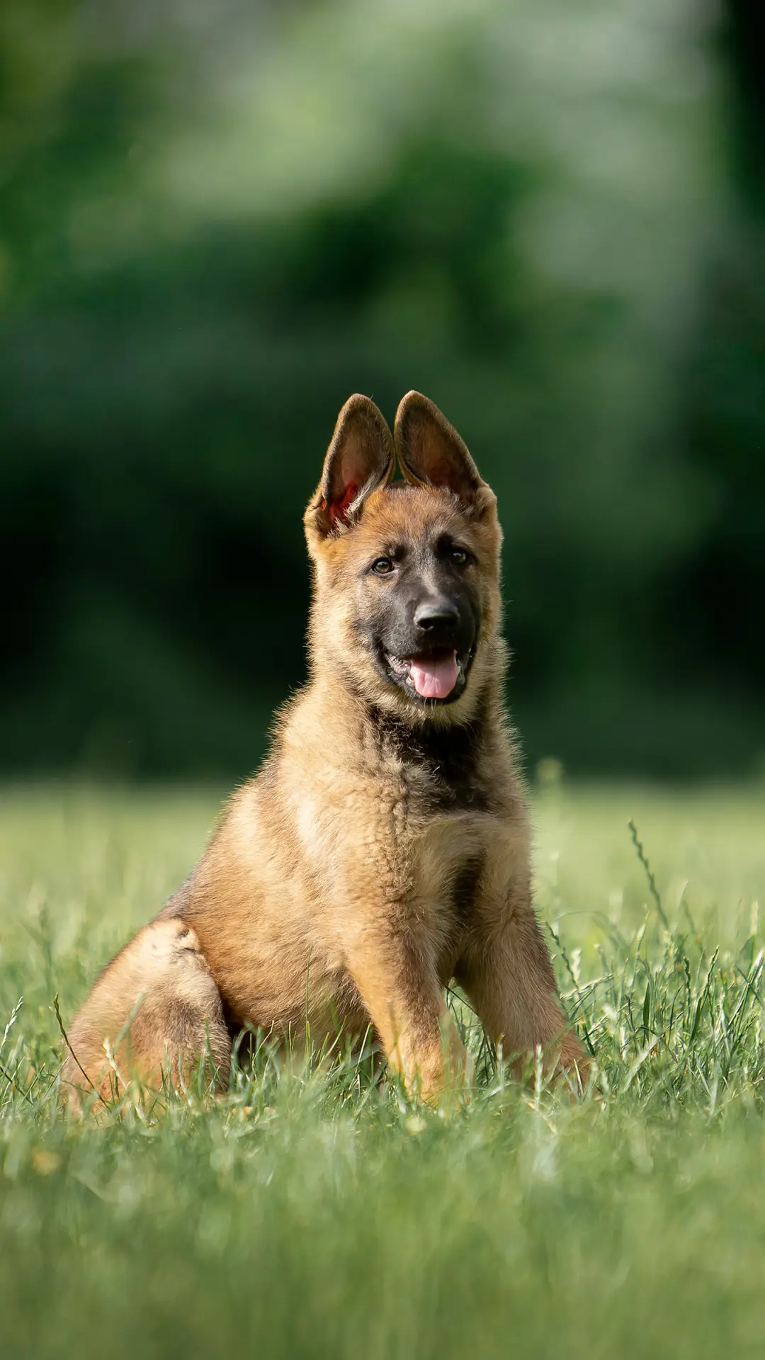 最常用的狗狗训练技巧