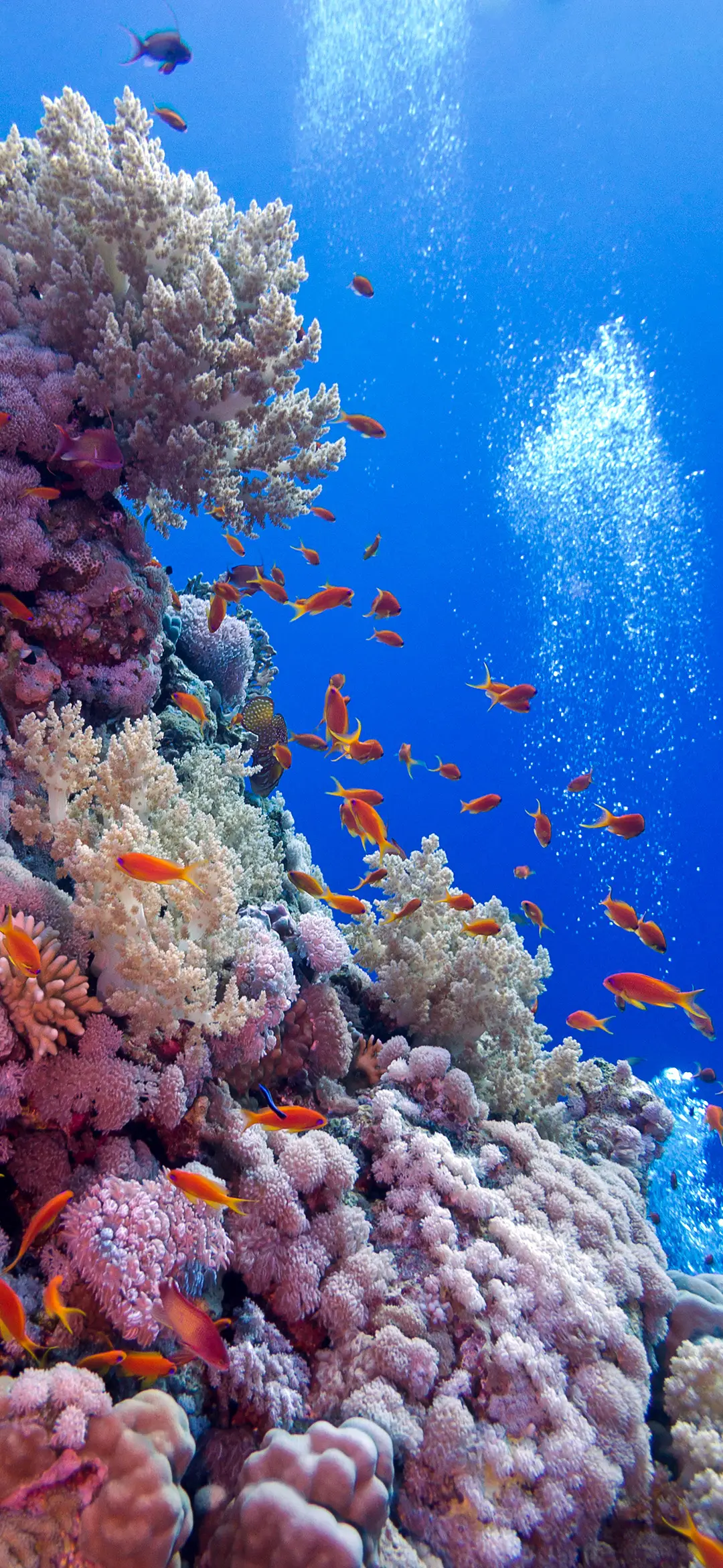 蔚蓝世界-拍信图库 - Screenshot 1