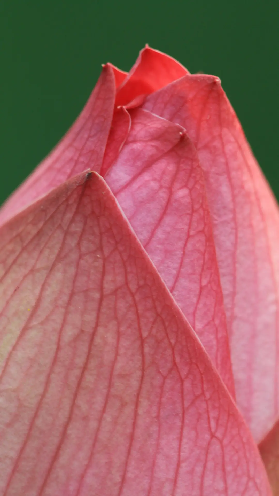 夏季荷花-拍信图库