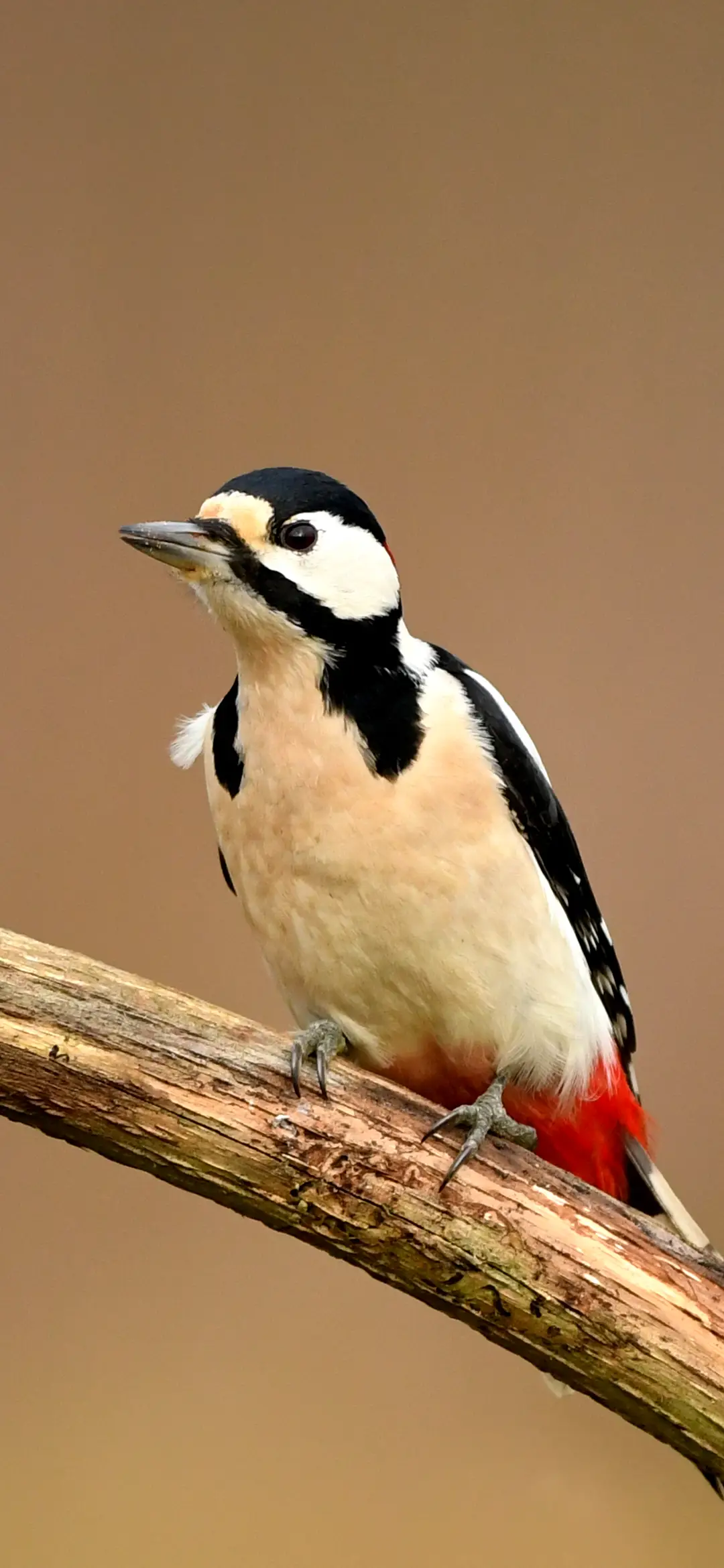 啄木鸟-拍信图库