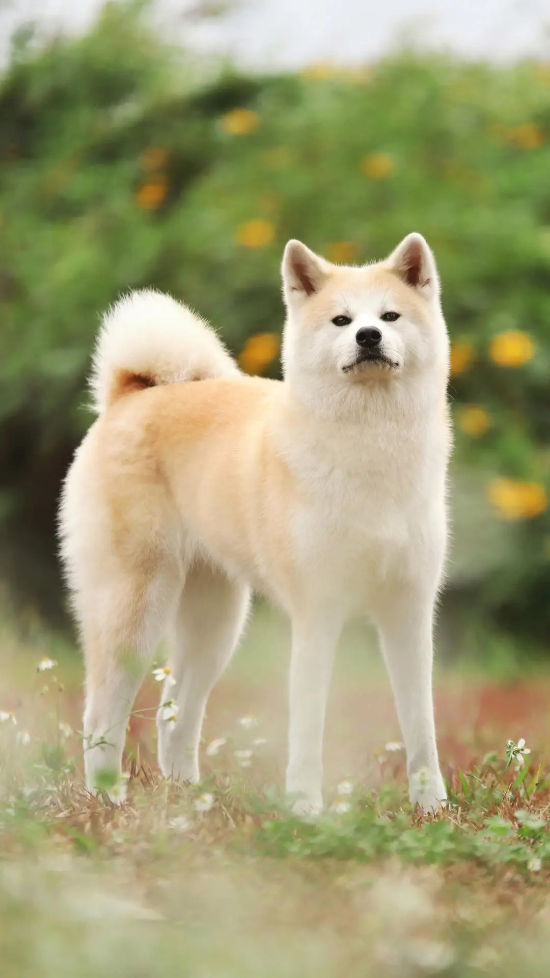 没有狗狗天生就是冠军 - Screenshot 1