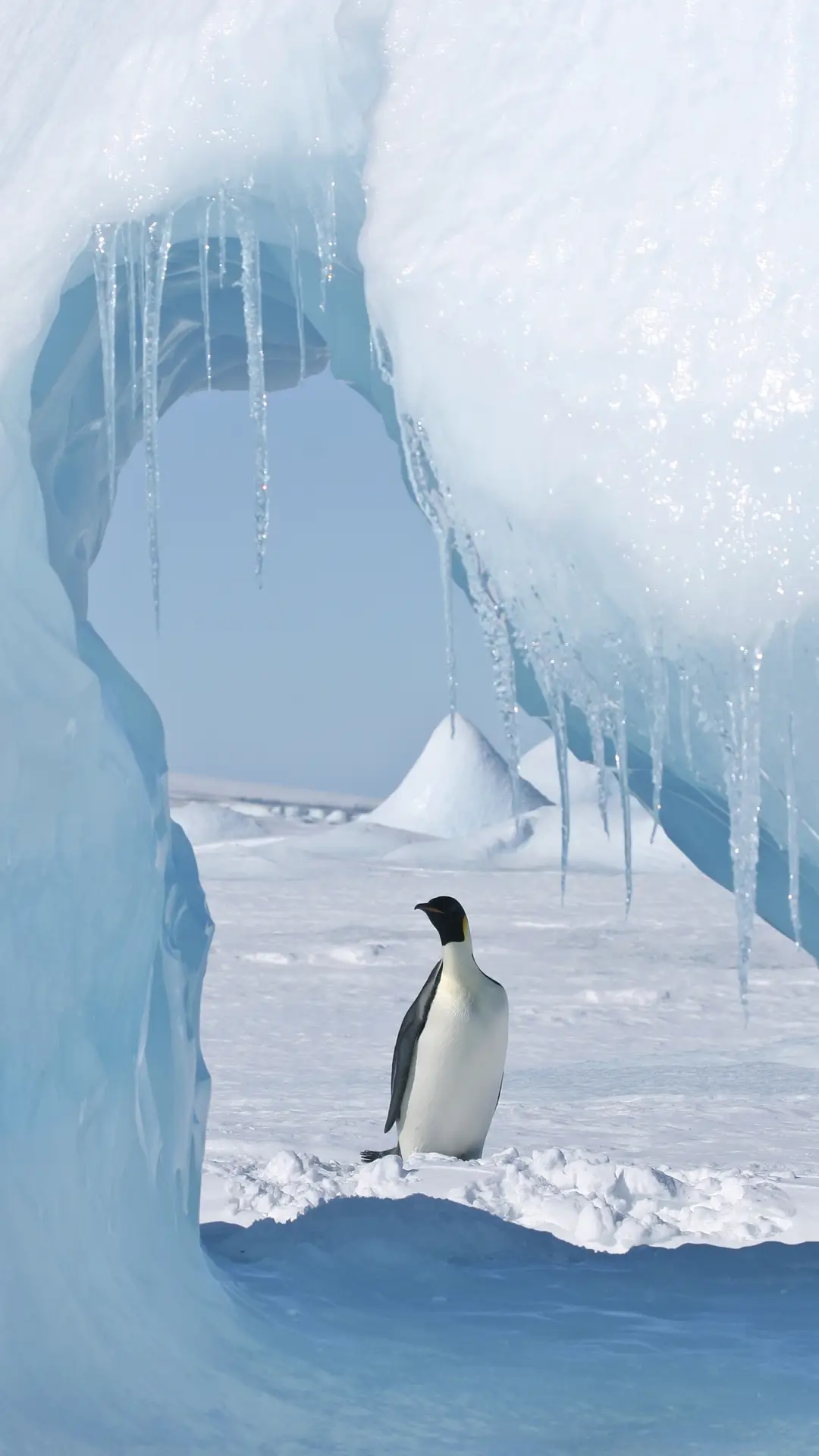 为什么企鹅走路会摇晃