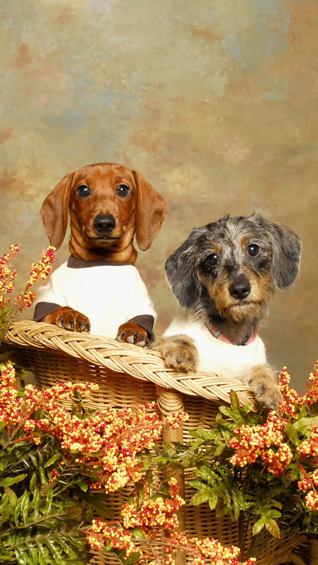 治愈系宠物-锐景创意