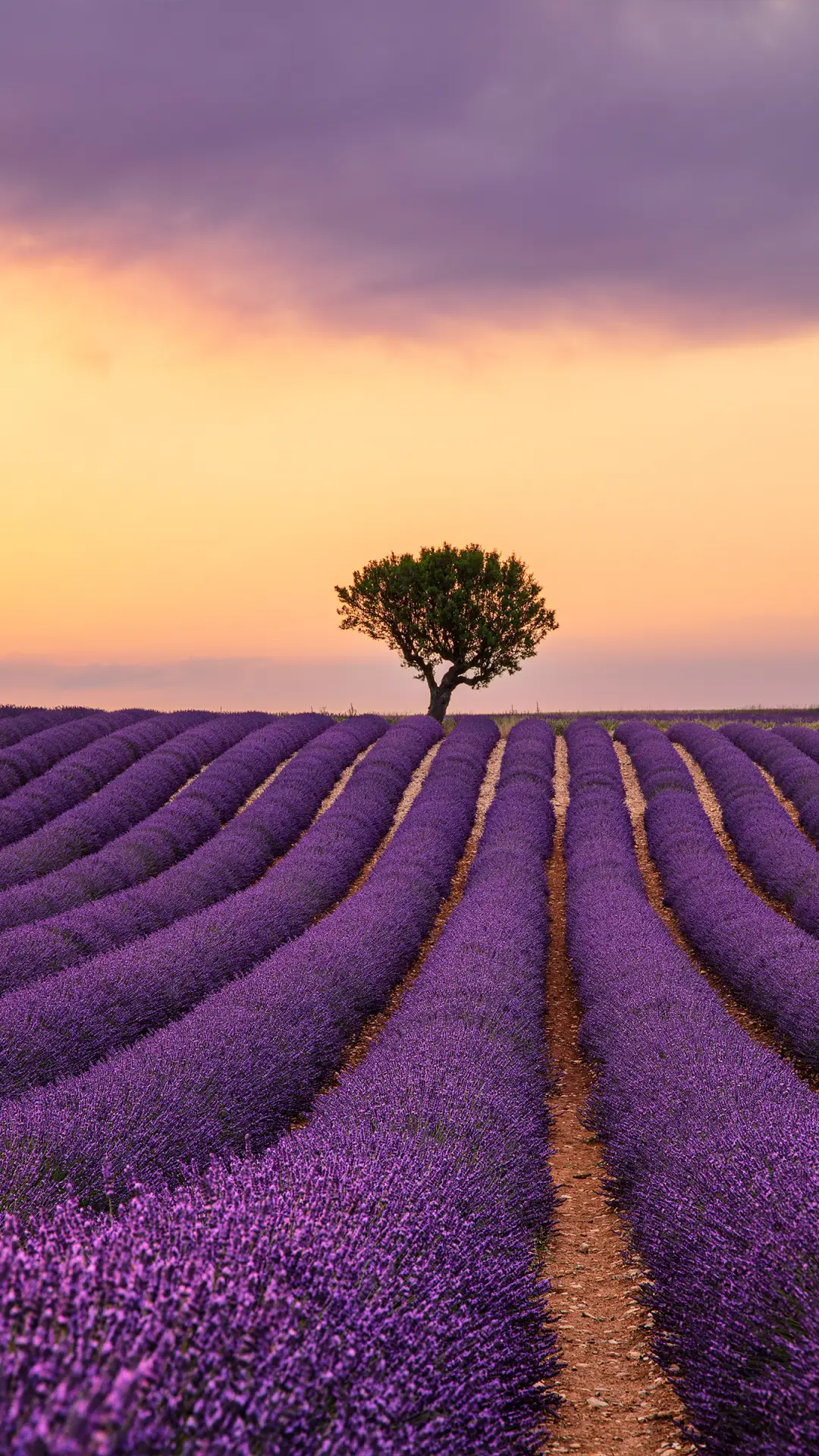 薰衣草的夏天-拍信图库