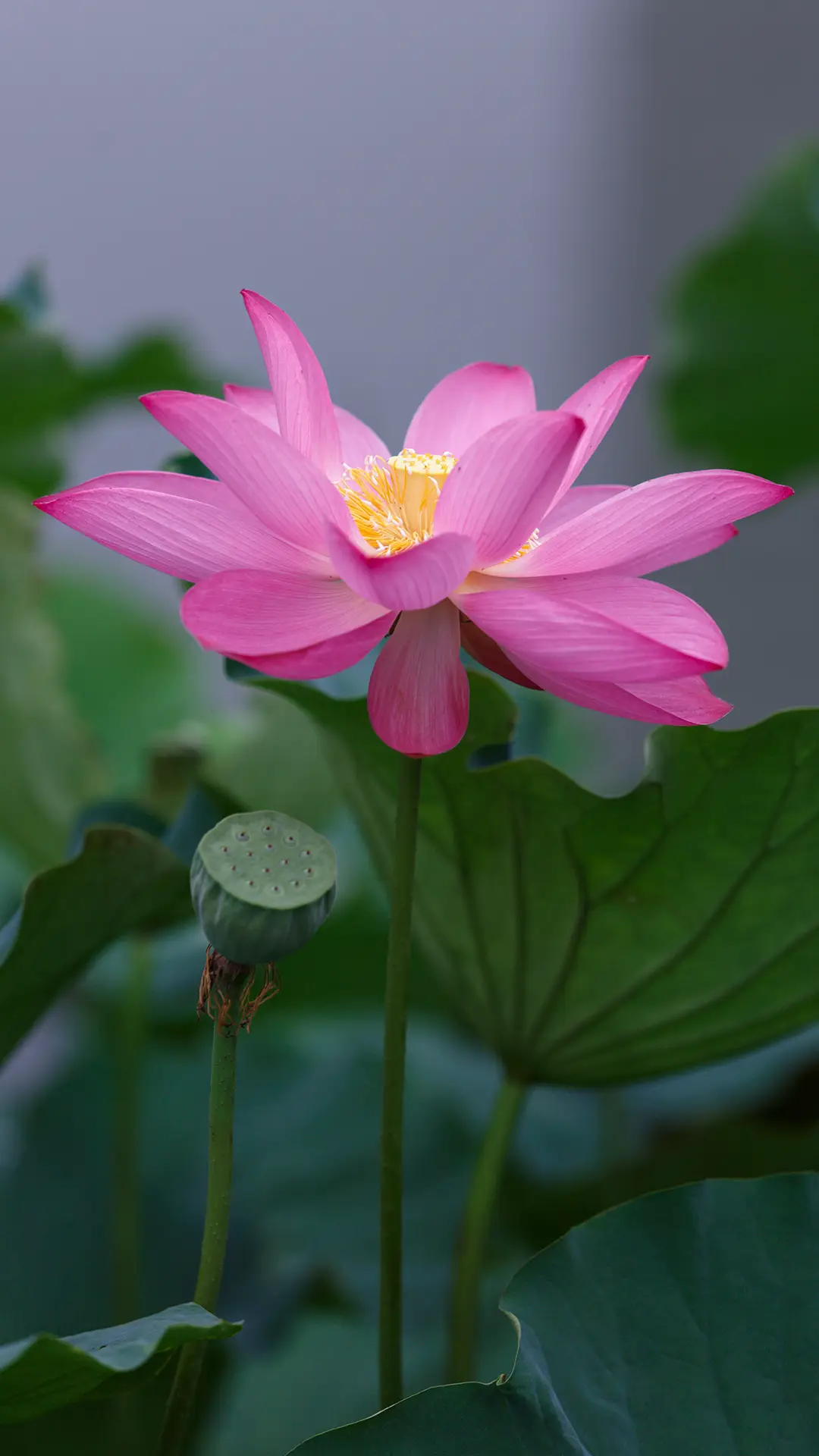 多情寄予风荷语