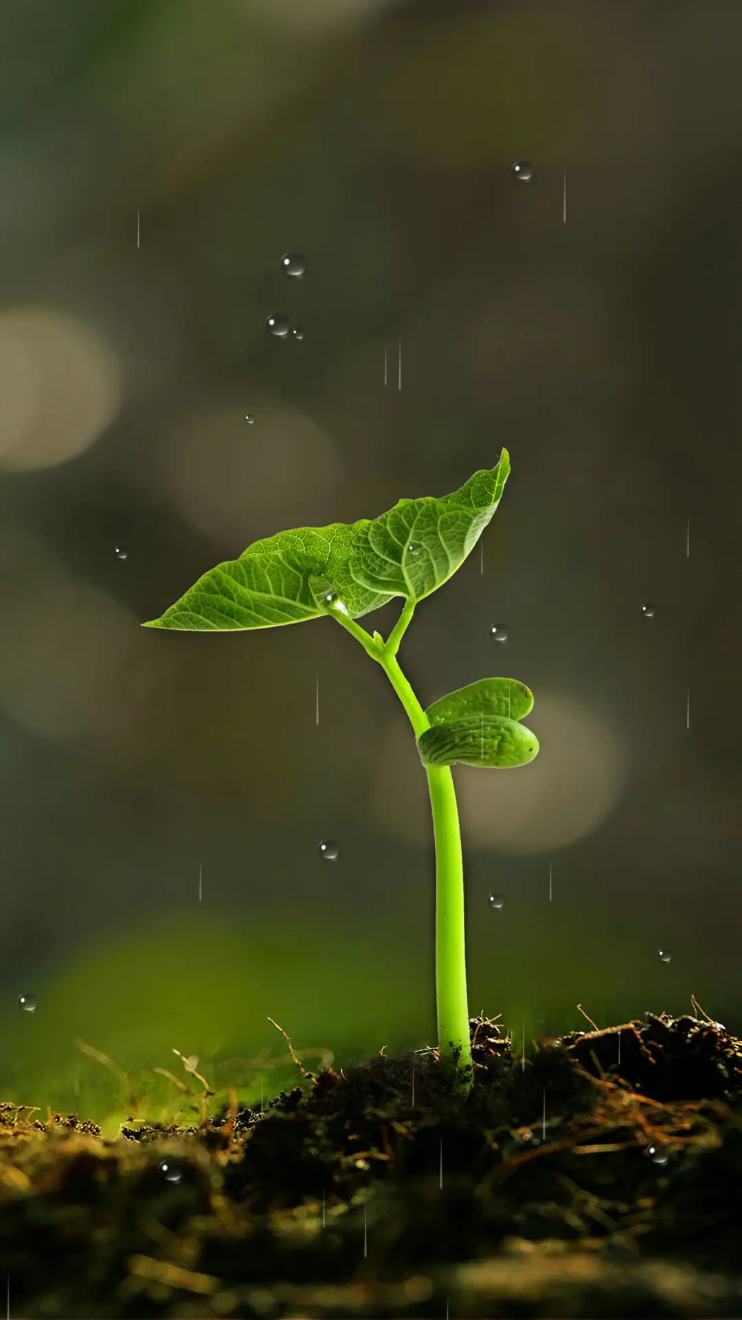 春芽 - Screenshot 1