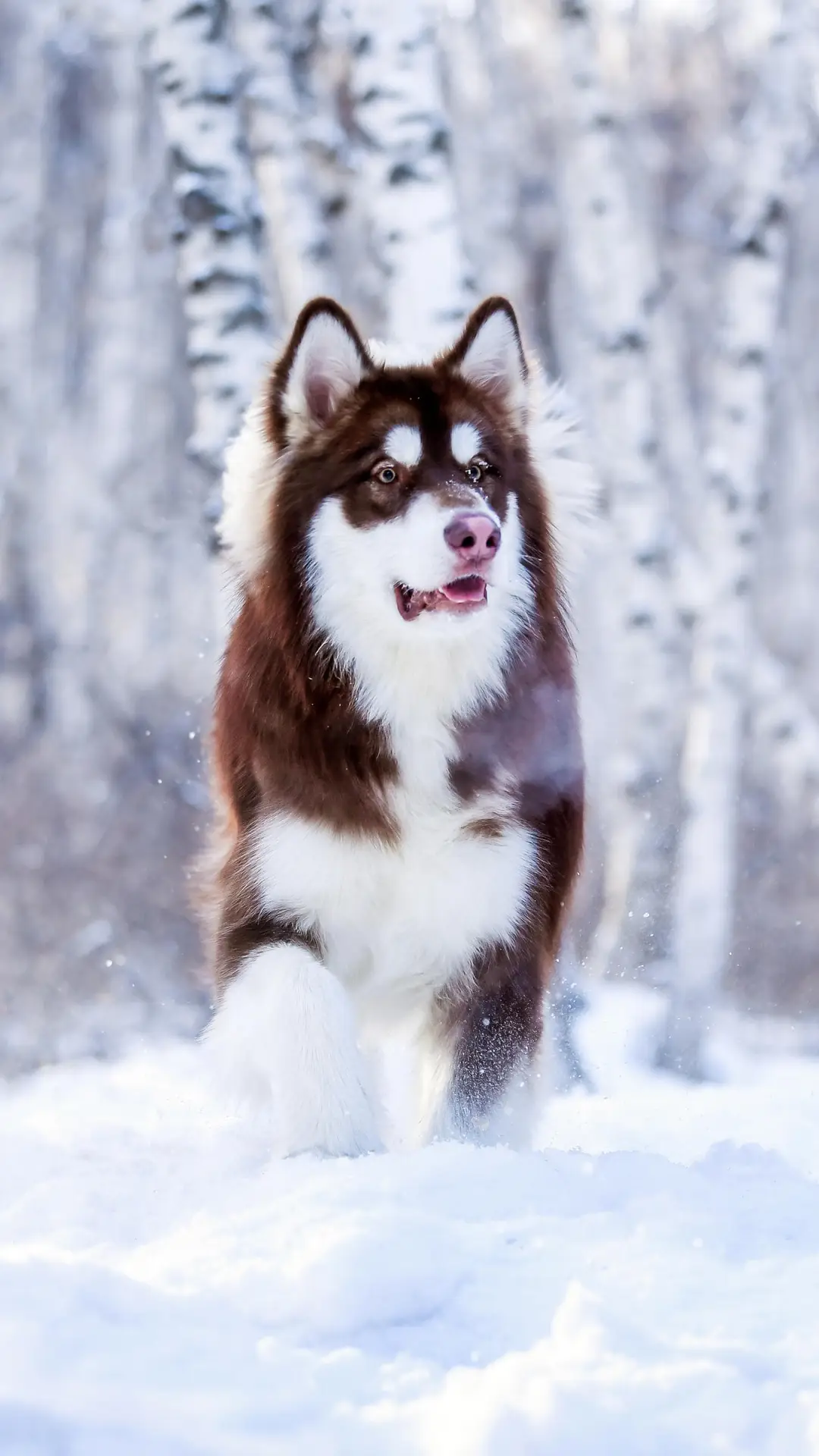 狗狗不能经常吃的食物
