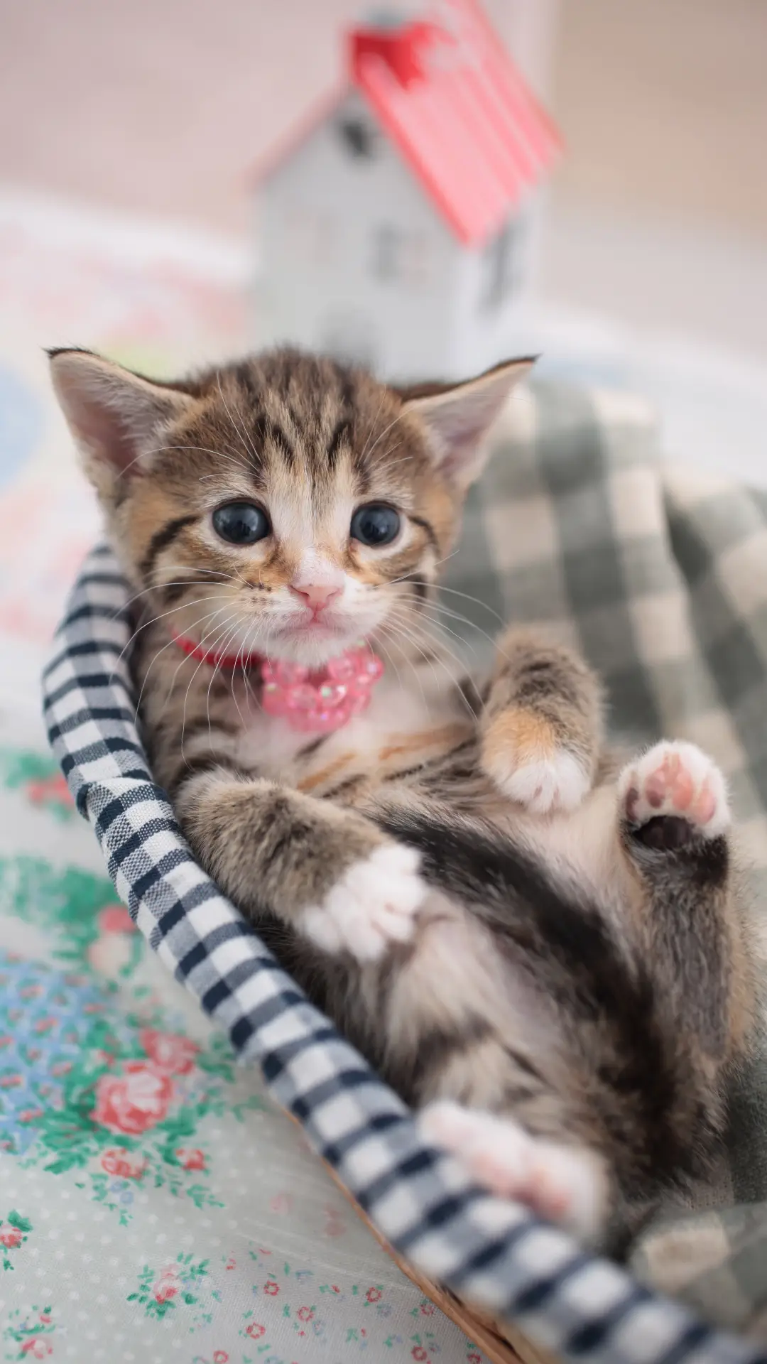 保护爱猫牙齿健康