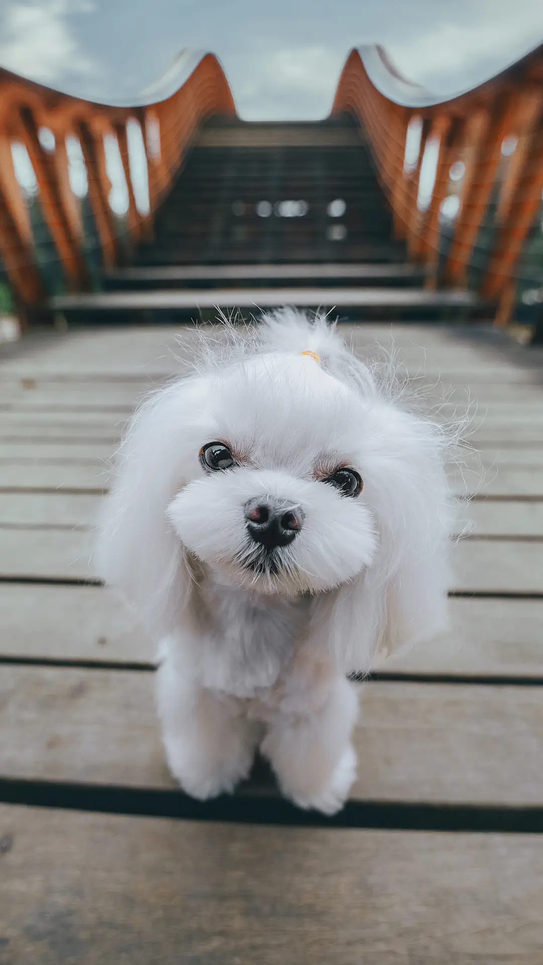 帮狗狗洗澡需要谨慎