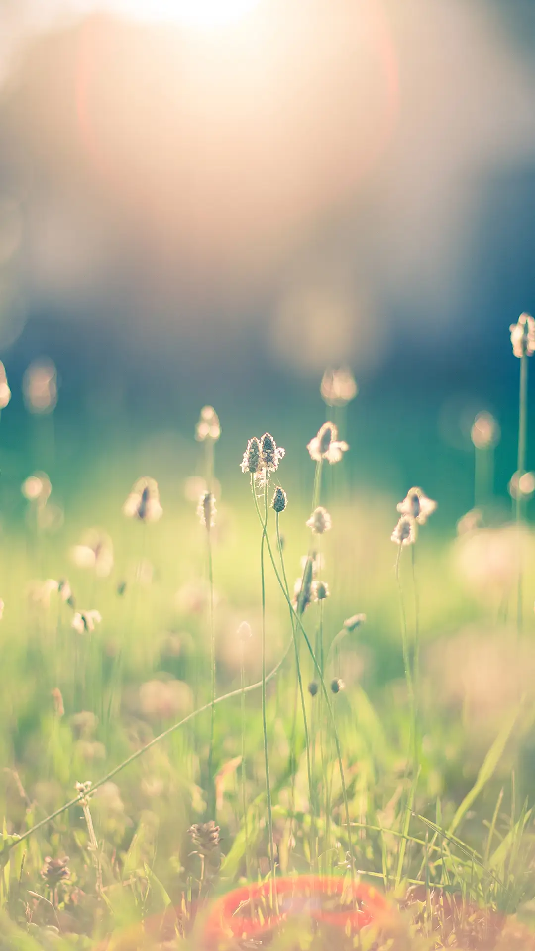 朦胧绿植-视觉中国  - Screenshot 1