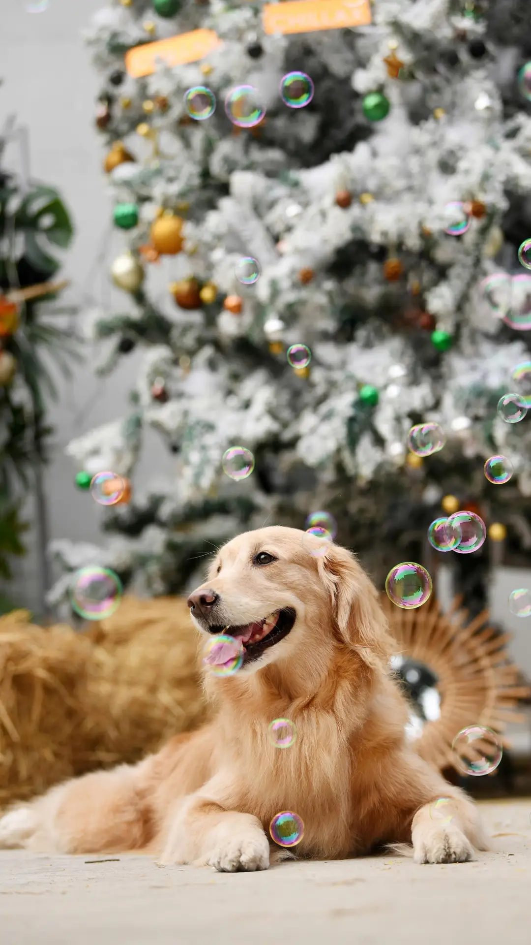 当代养狗人的“痛苦”