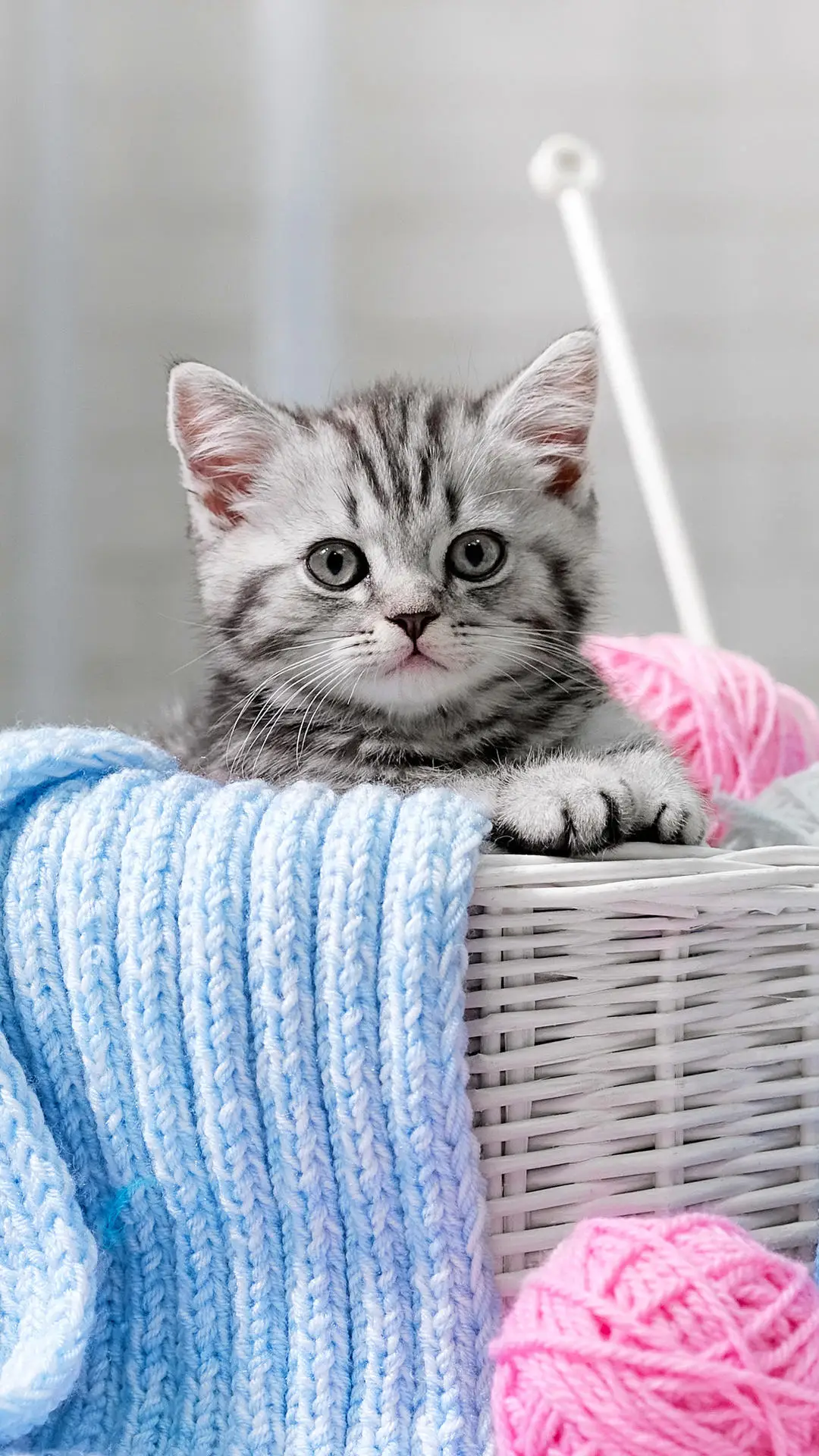 傲娇猫咪的嫉妒心