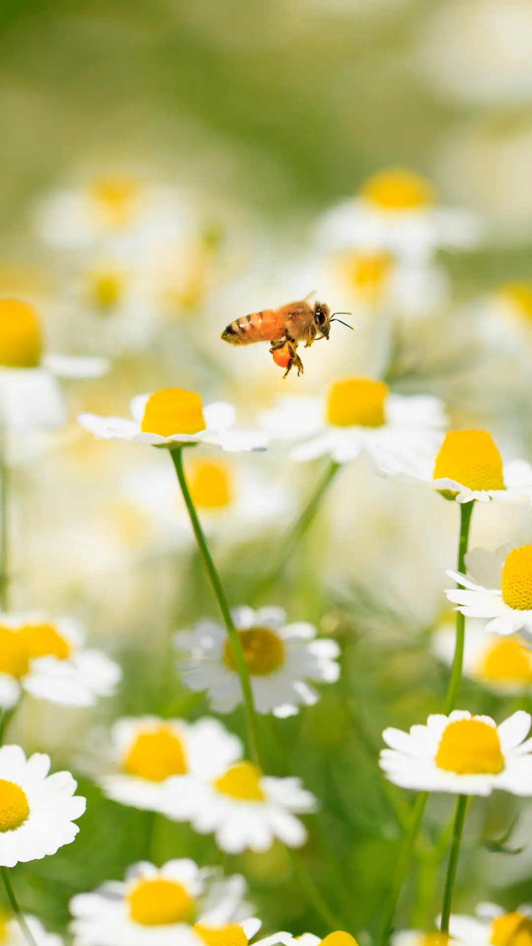 花花的世界-锐景创意