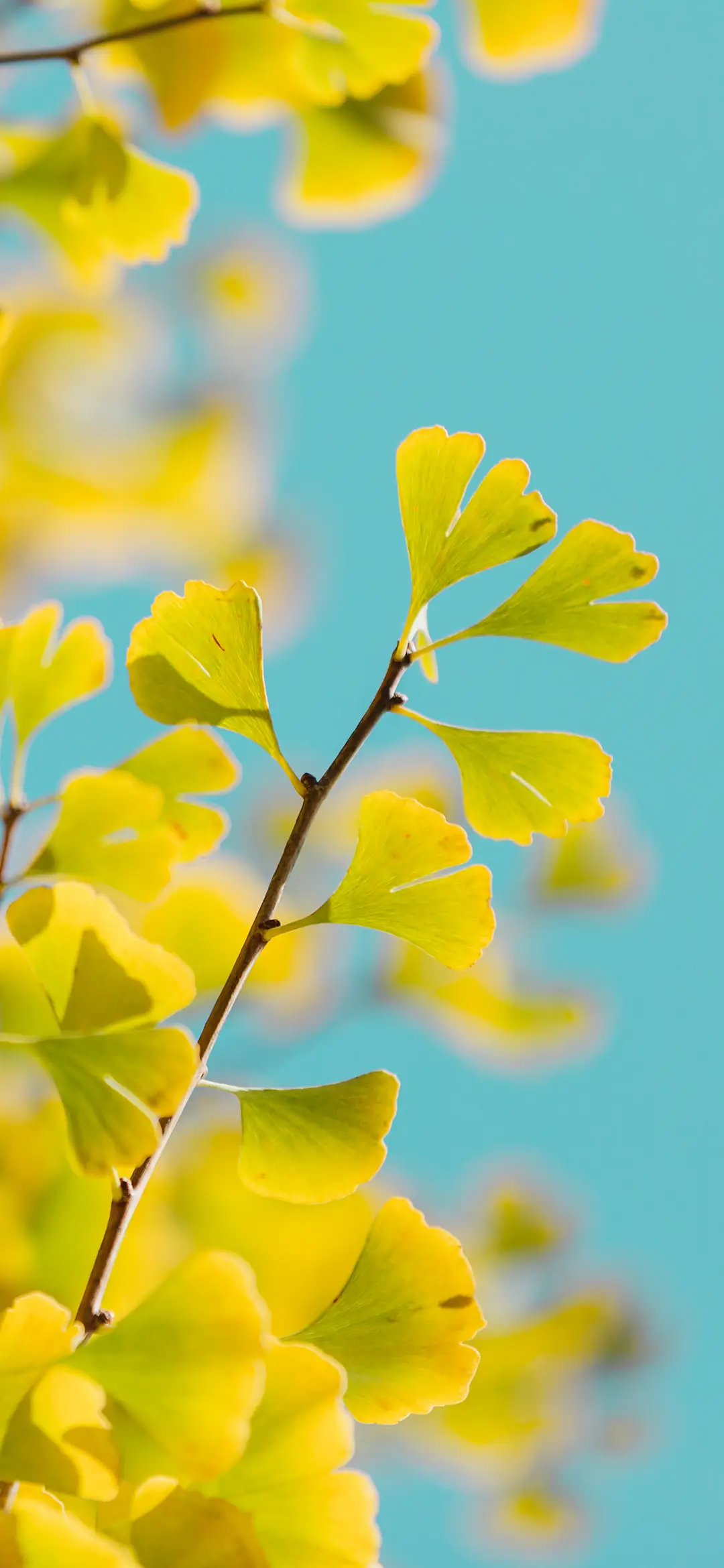小清新植物花卉壁纸-锐景创意