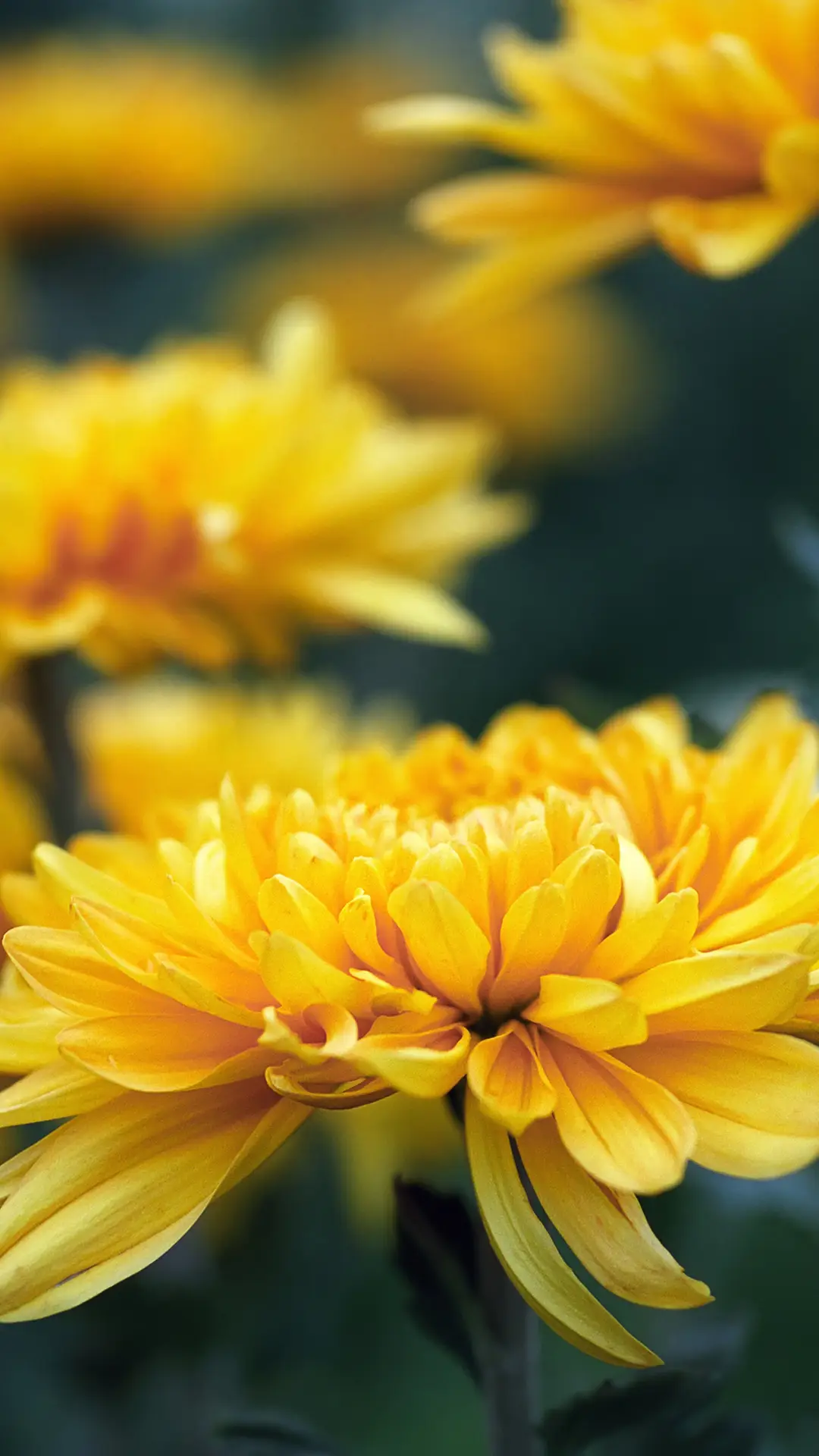 菊花-锐景创意 - Screenshot 1