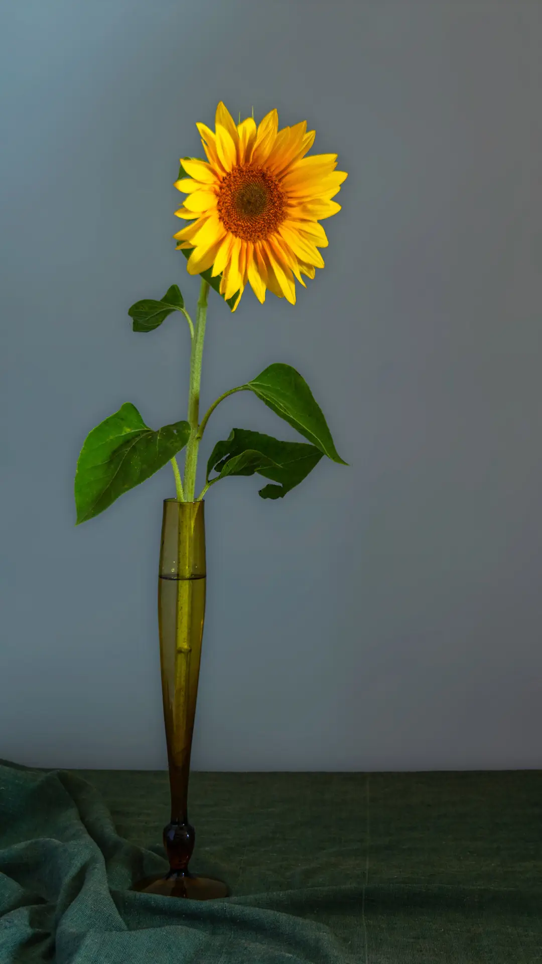 瓶插艺术-拍信图库 - Screenshot 1