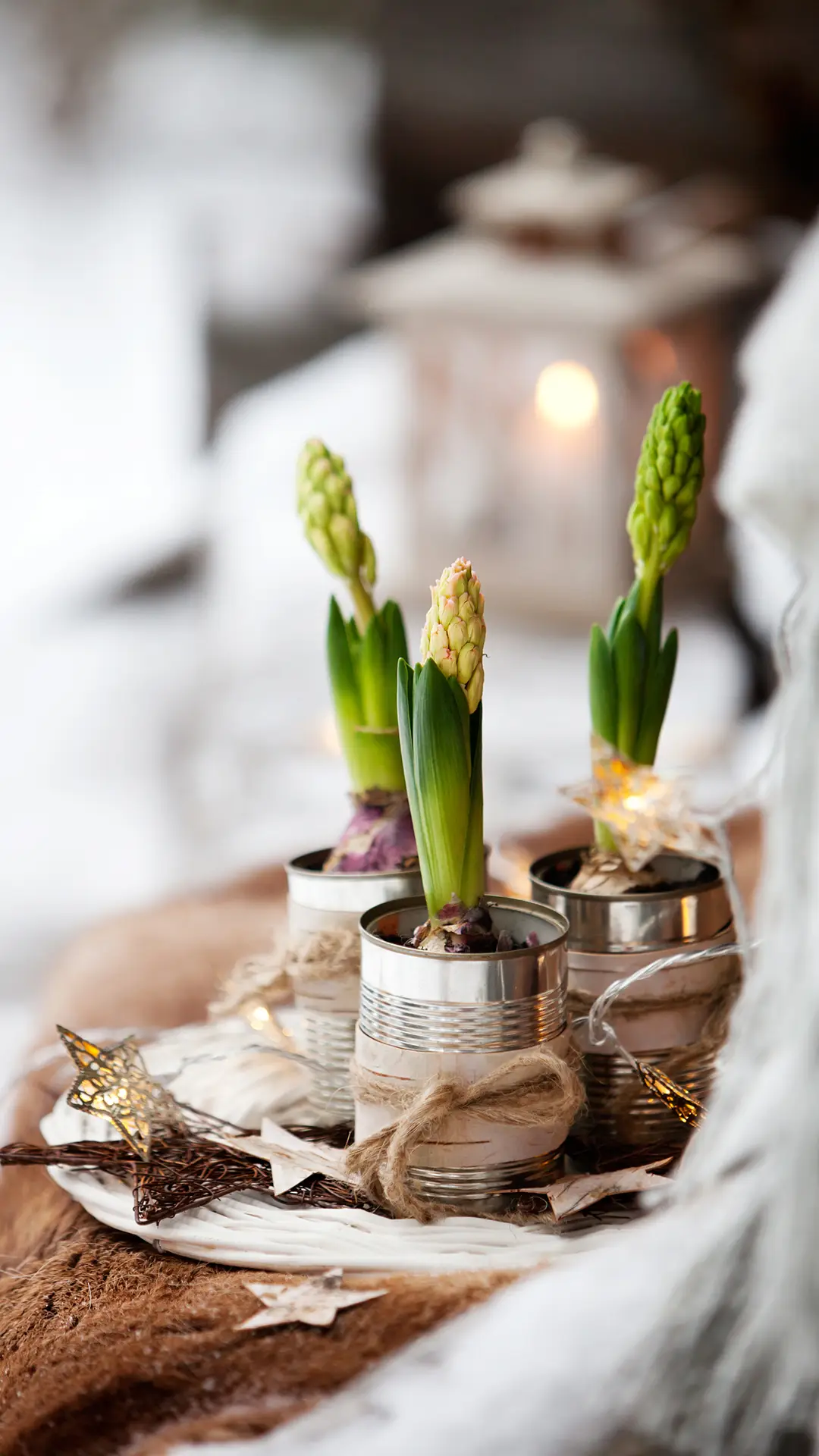 风信子-锐景创意 - Screenshot 1