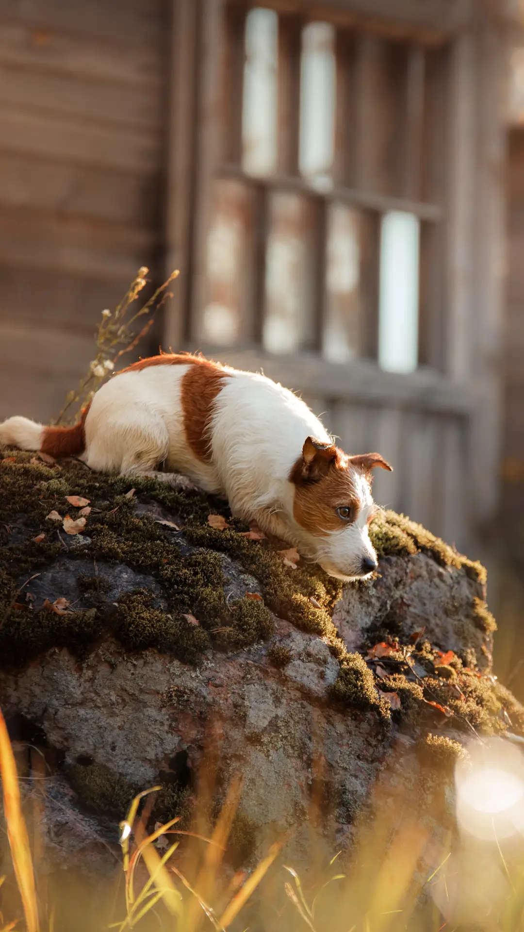 狗狗内心的独白