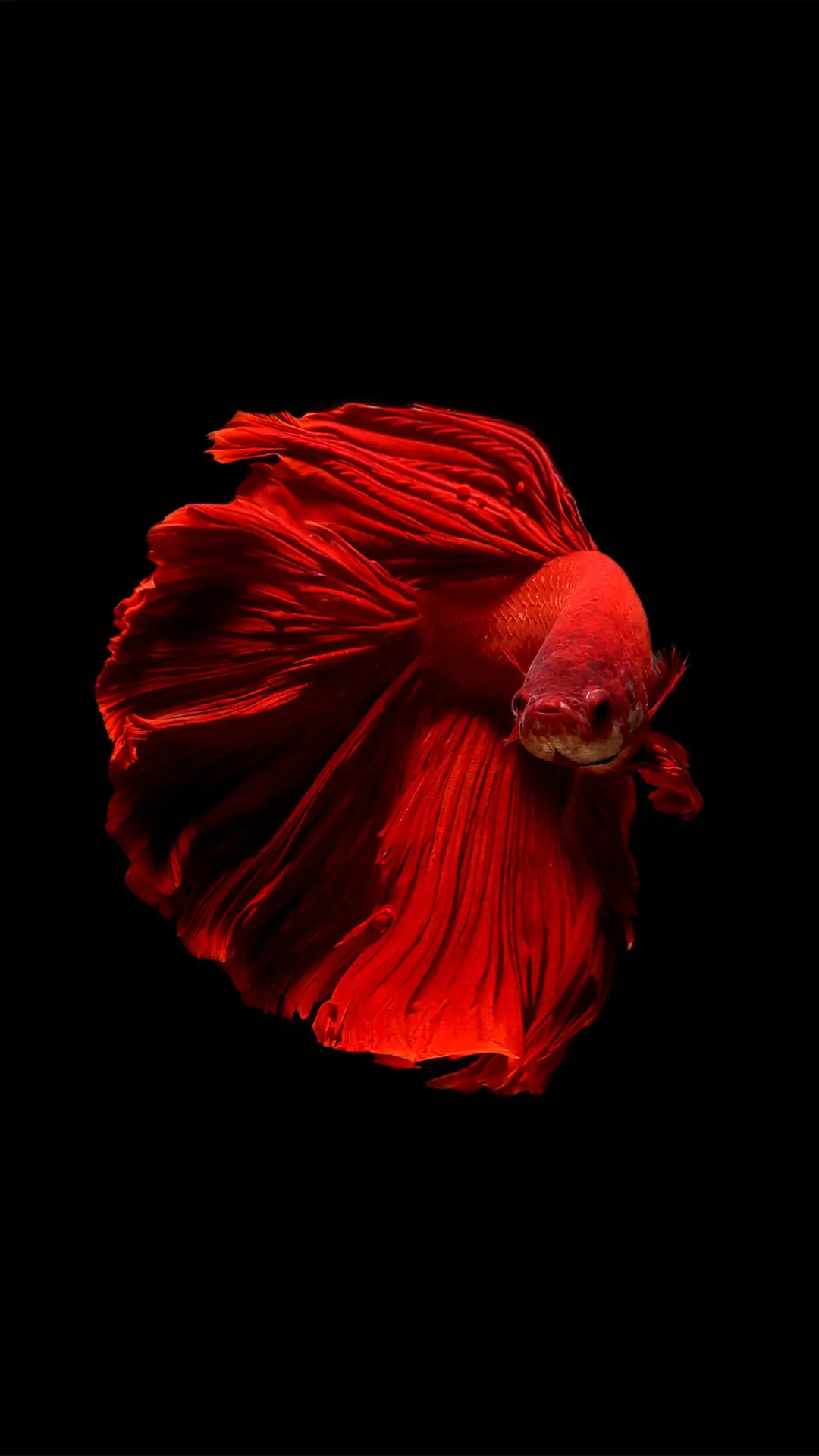 锦鲤附体-拍信图库